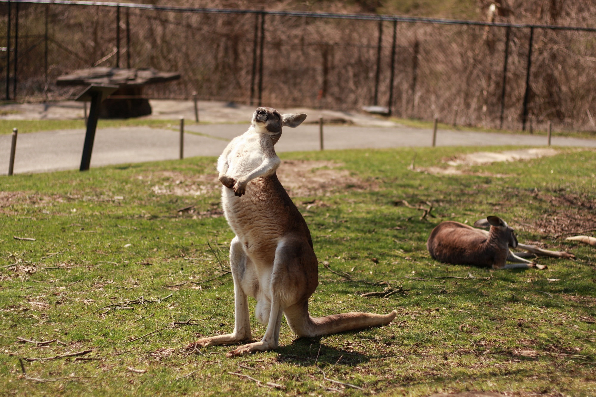 Kangaroos and Wallabies at Oglebay