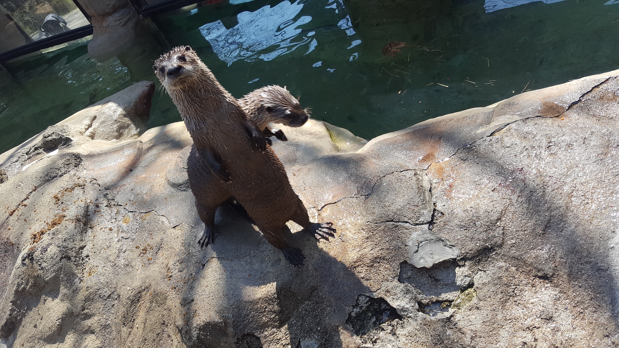 Pasa and Catori the otters at Oglebay Good Zoo