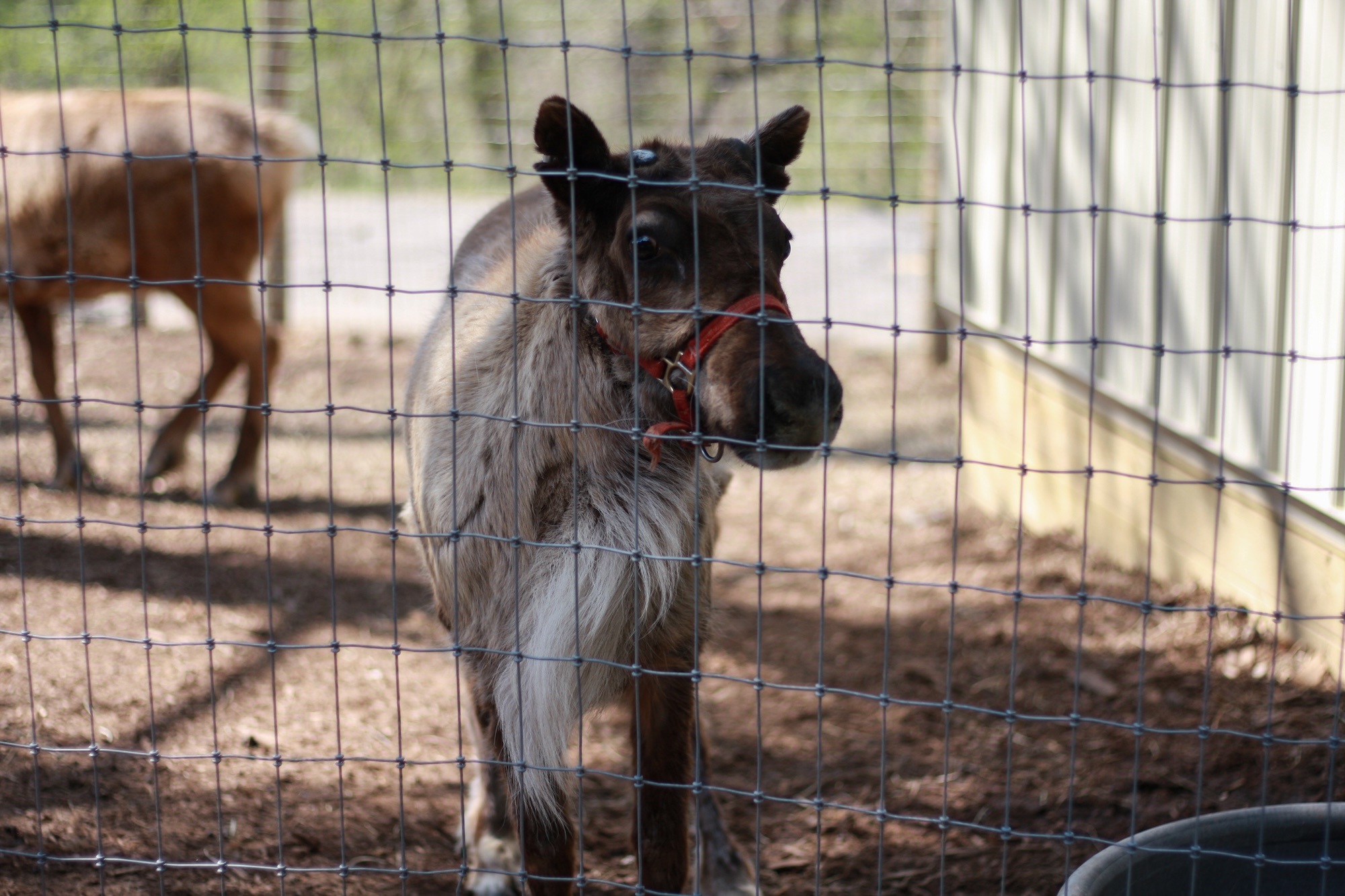 A Reindeer at Oglebay Good Zoo