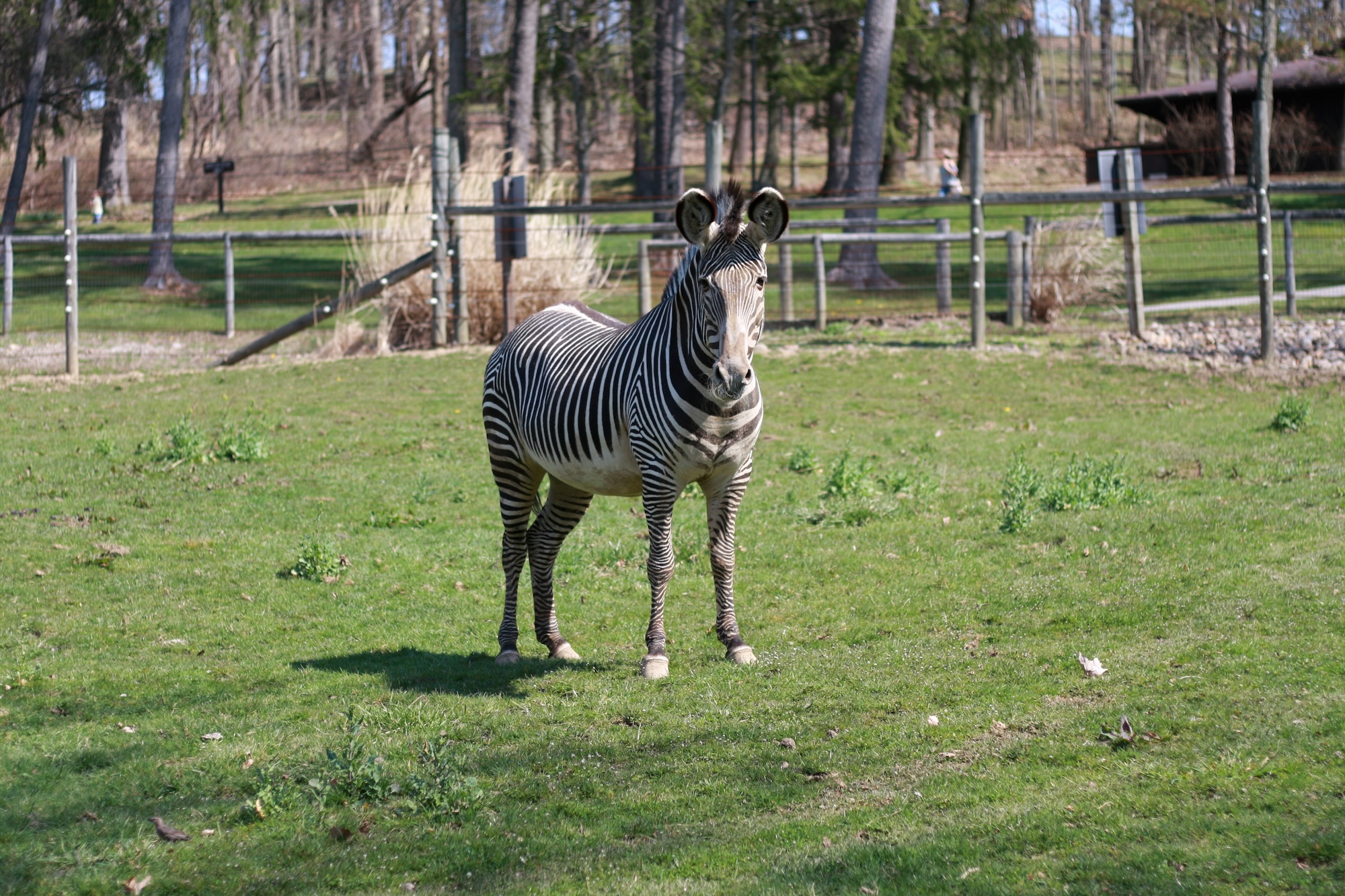 A zebra looks at the camera in Oglebay Zoo 