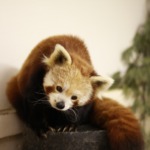 Wild Adventures: Animal Encounters at Oglebay Good Zoo in Wheeling, West Virginia