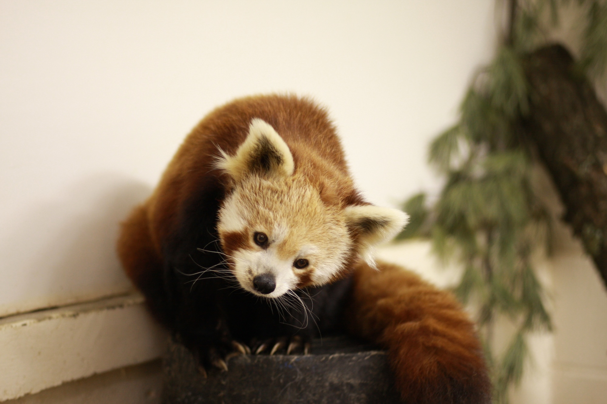A cute red panda named Amber at Oglebay's red panda encounter