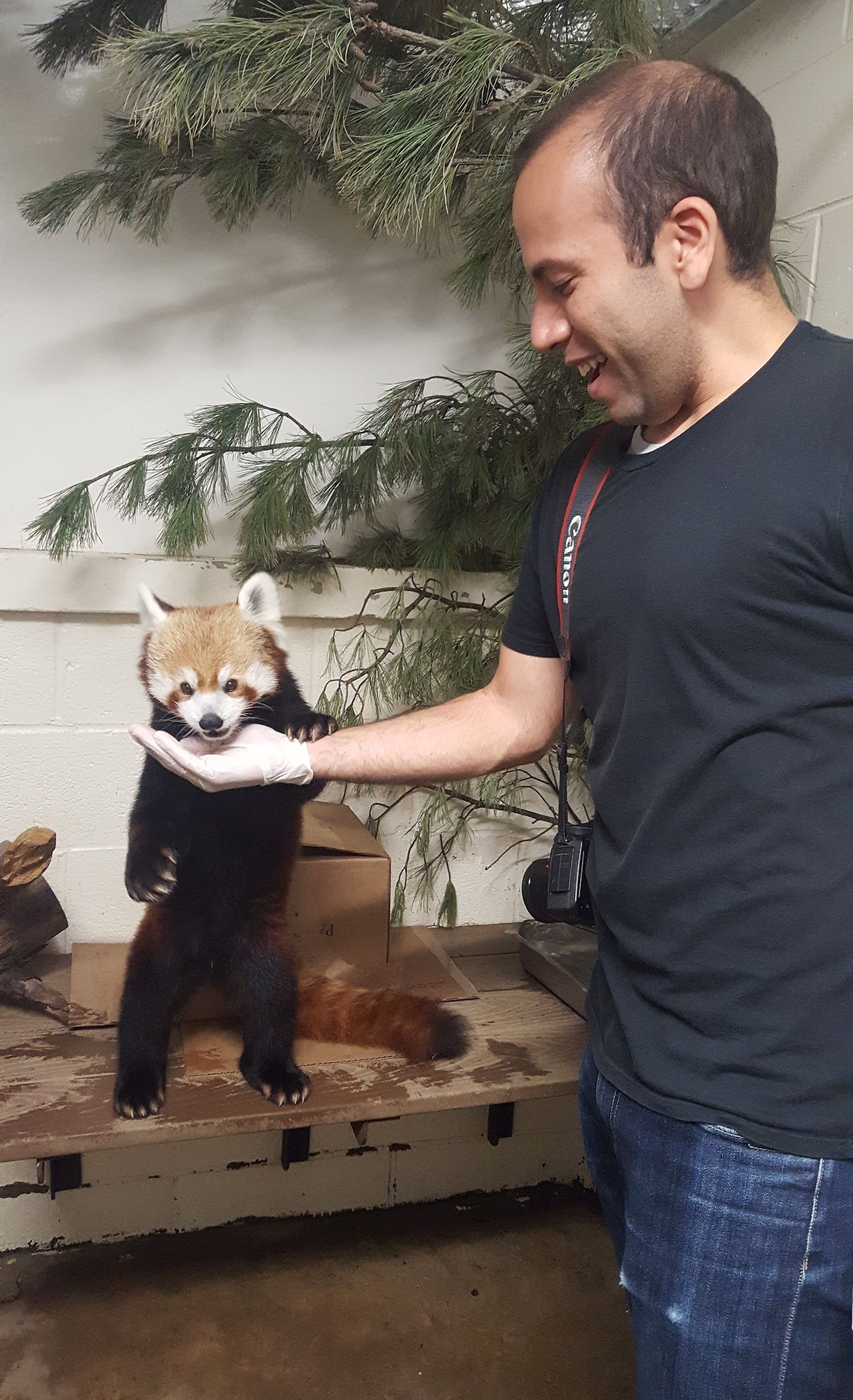 Michael feeds a red panda