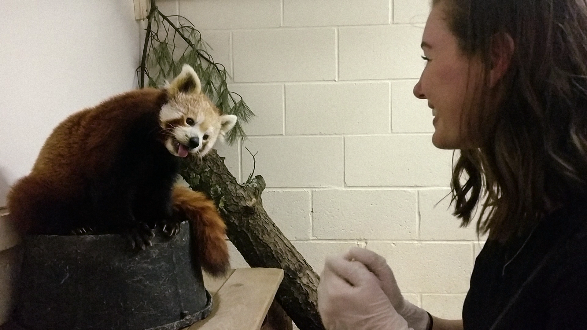 Alyssa and Amber the red panda smile at each other