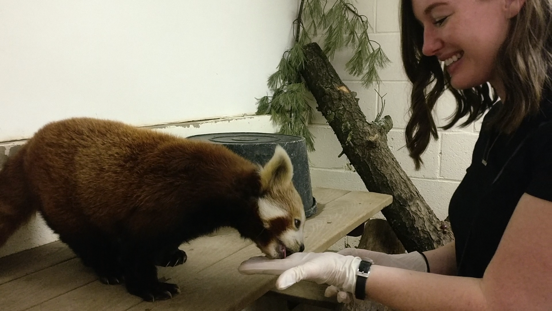Alyssa feeds a red panda out of the palm of her hand
