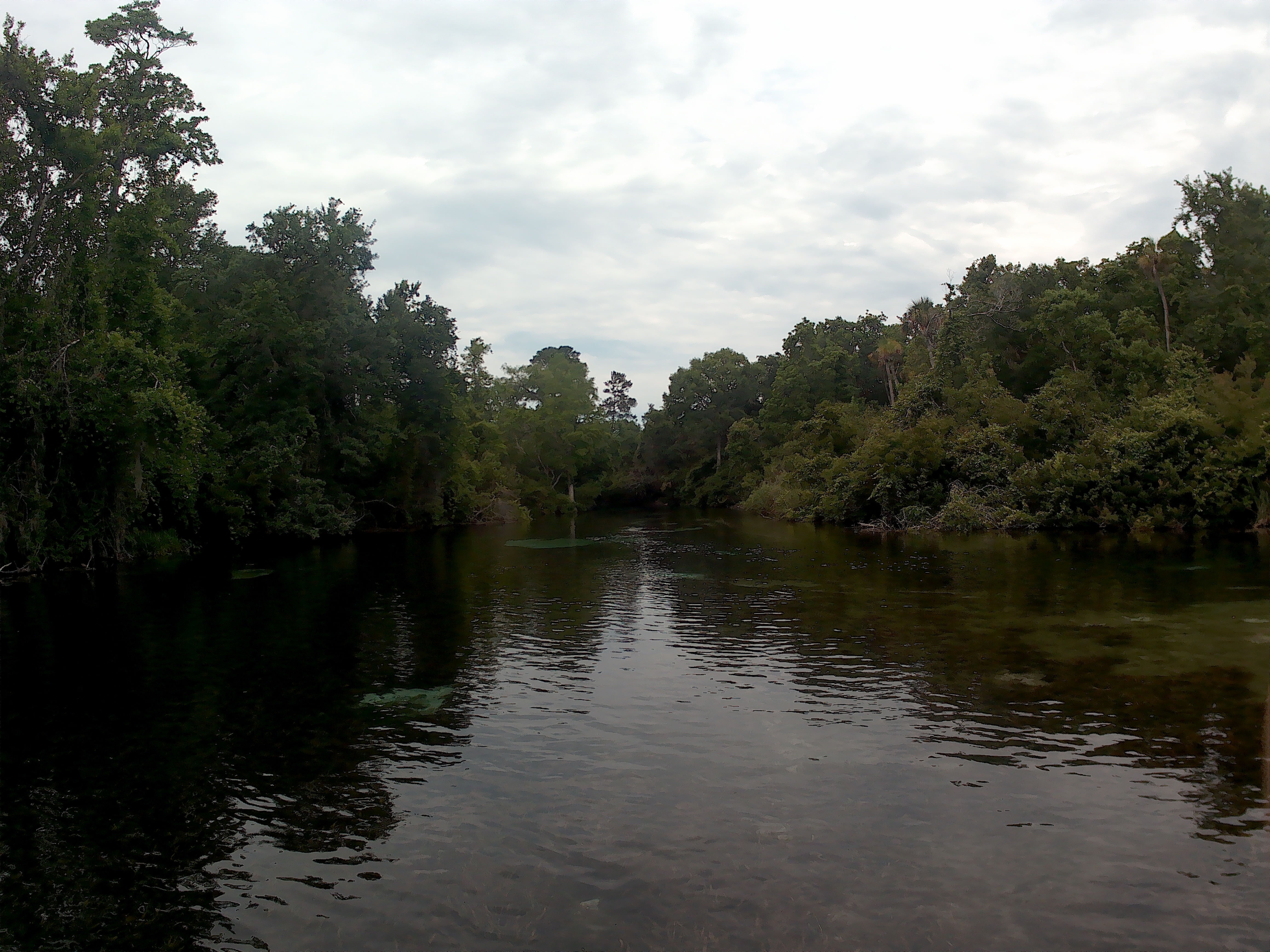 The Weeki Wachee River, from the view of a SUP board