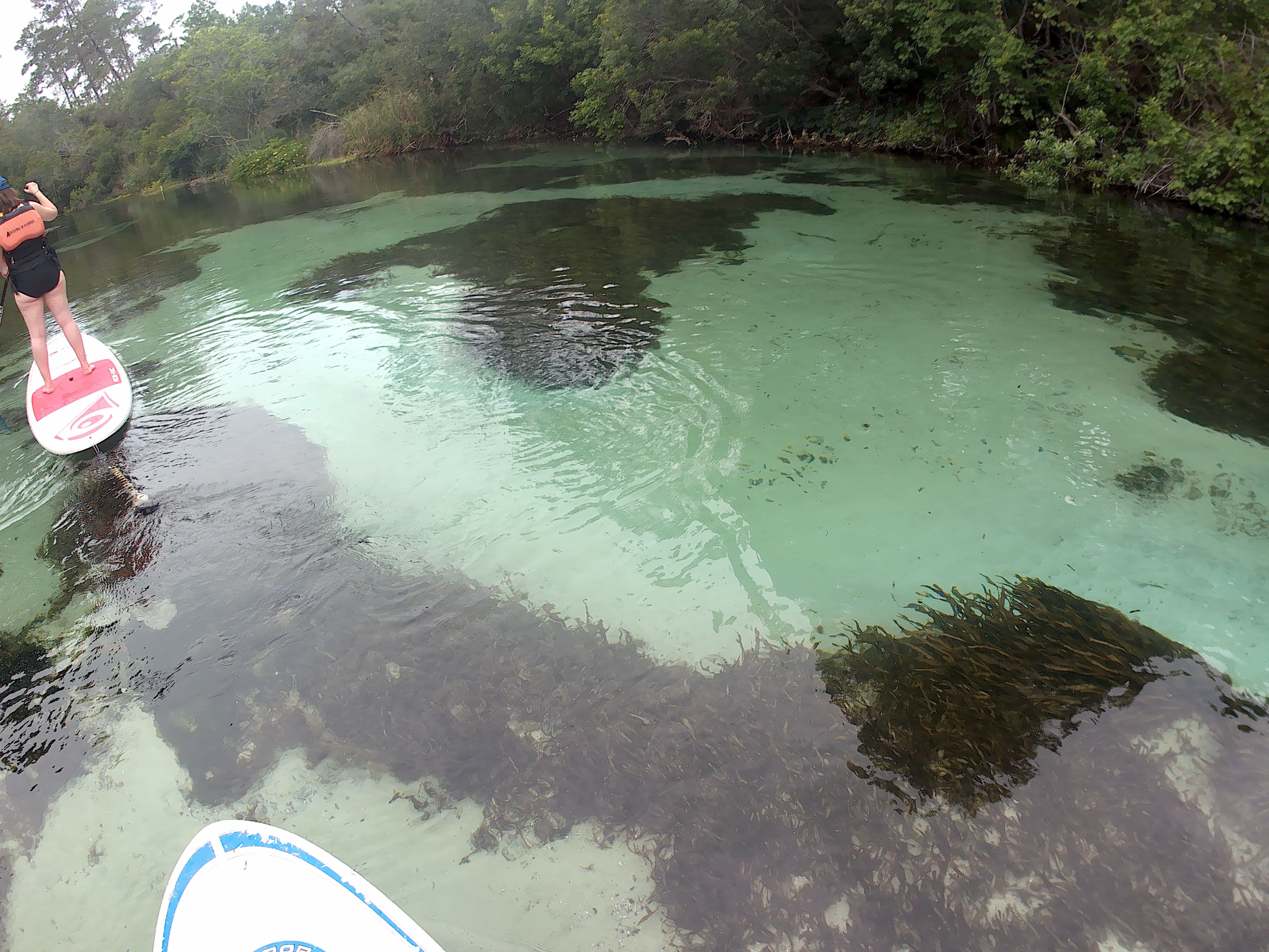 Alyssa and Michael paddleboard in the Weeki Wachee River