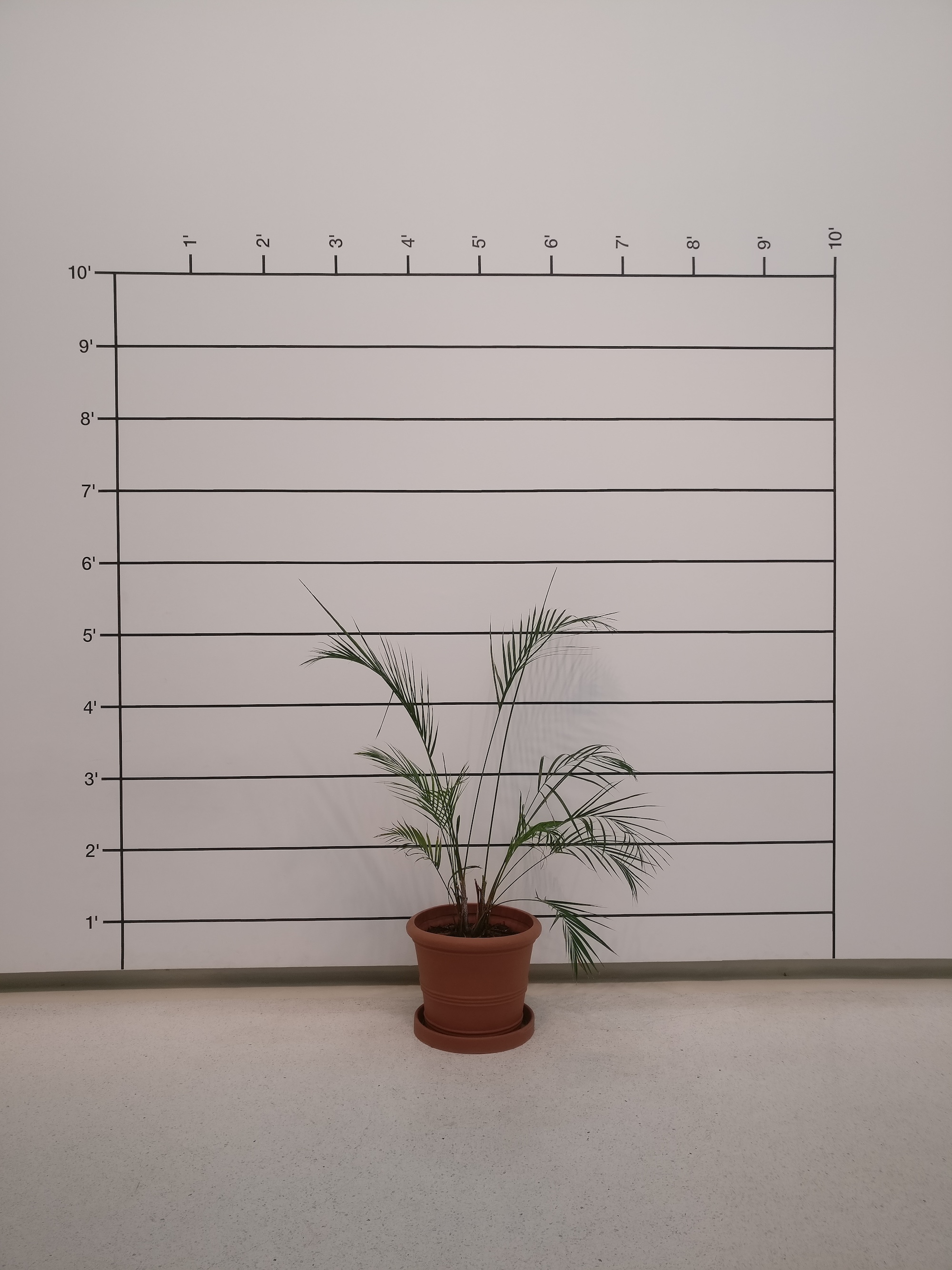 A plant in front of a height lineup at Carnegie Museum of Art 
