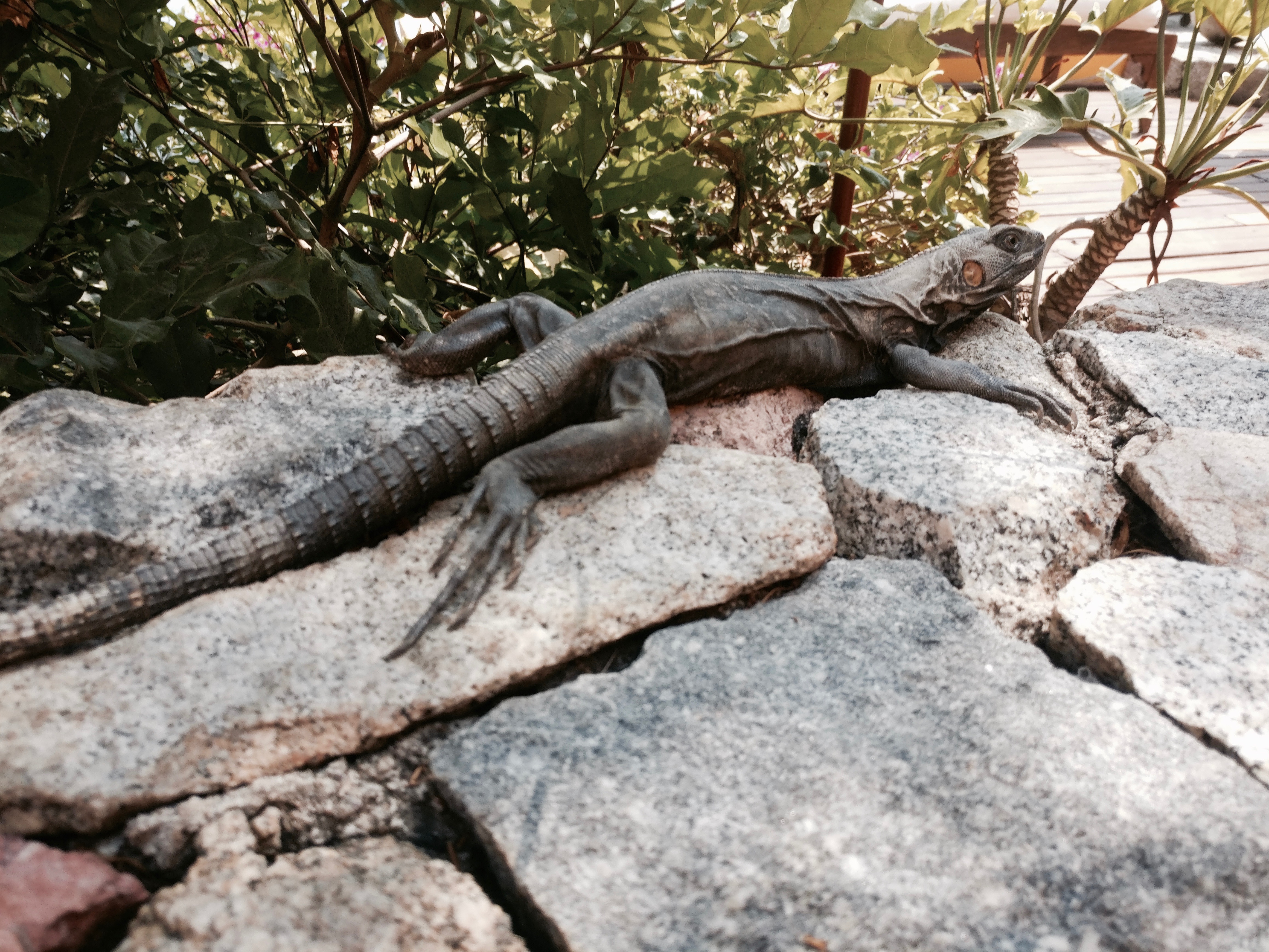 An iguana suns itself on the rocks at Villa Mandarinas