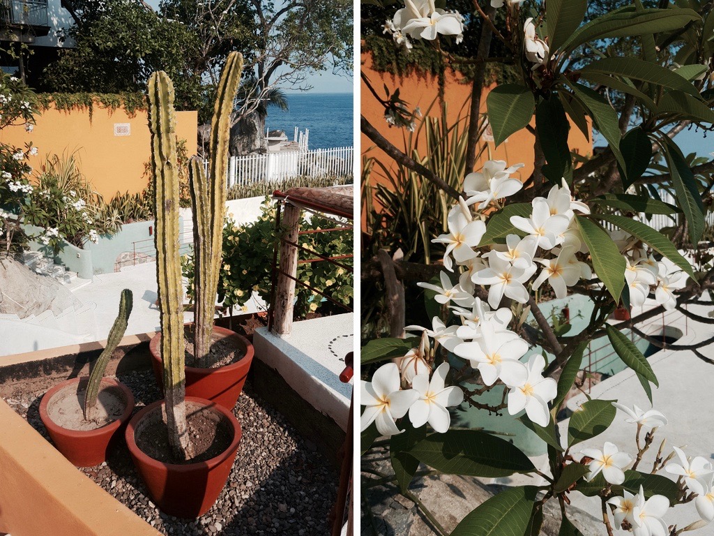 botanicals growing at Villa Mandarinas in Mismaloya