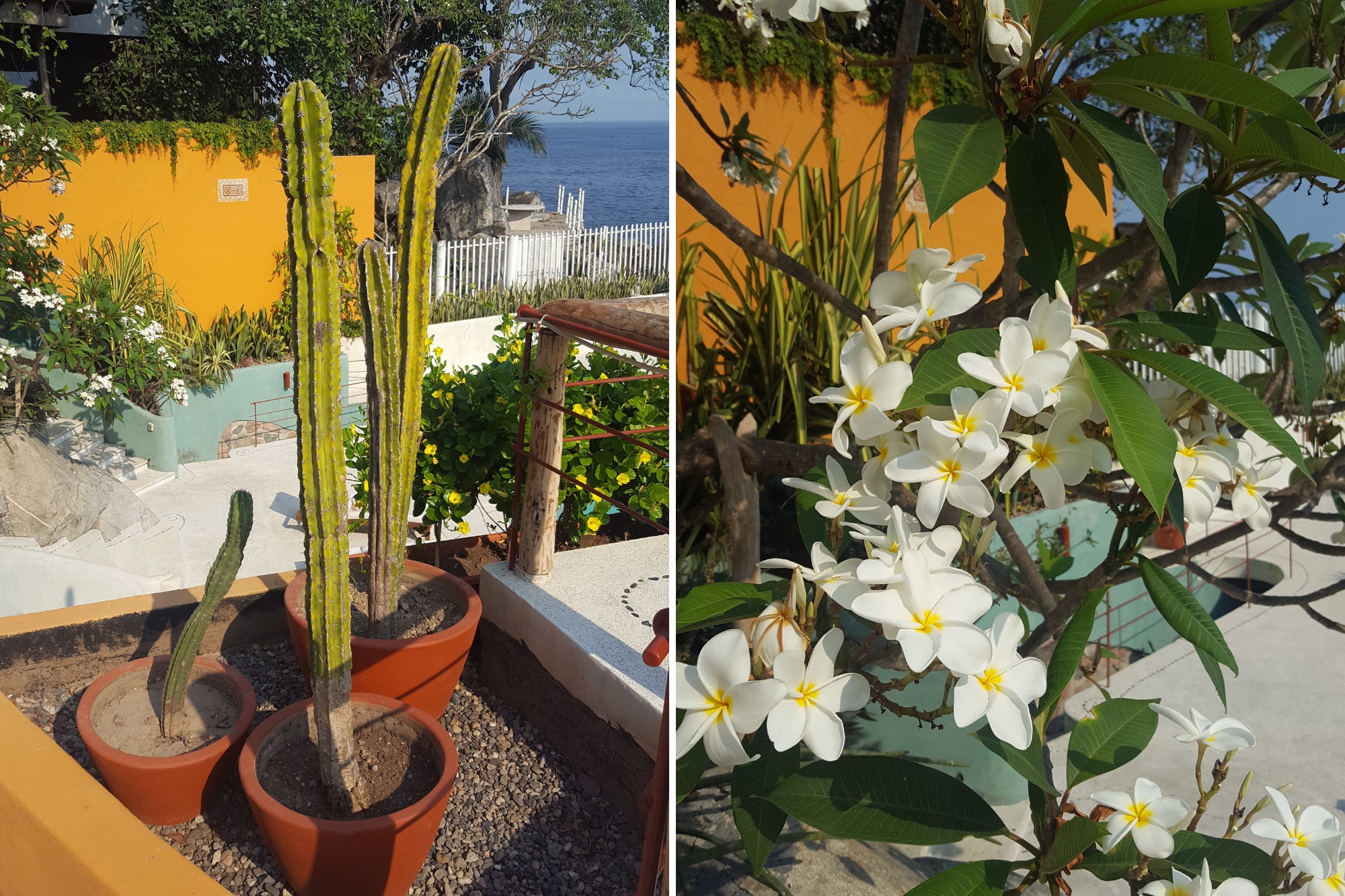 botanicals growing at Villa Mandarinas in Mismaloya