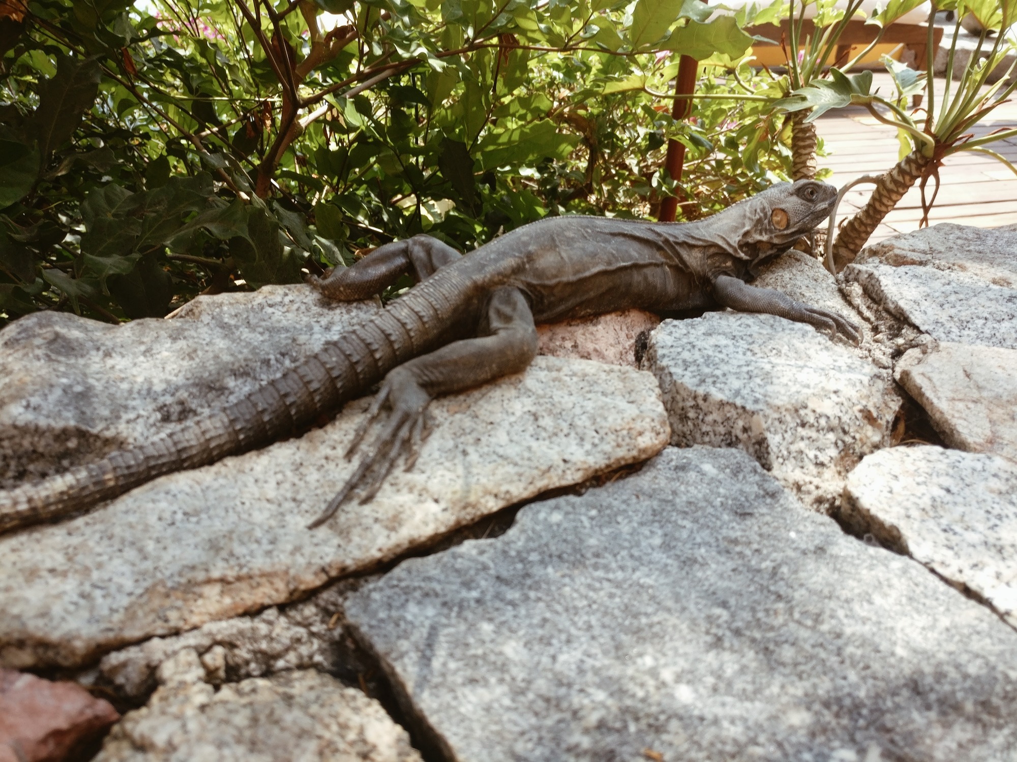 An iguana suns itself on the rocks at Villa Mandarinas