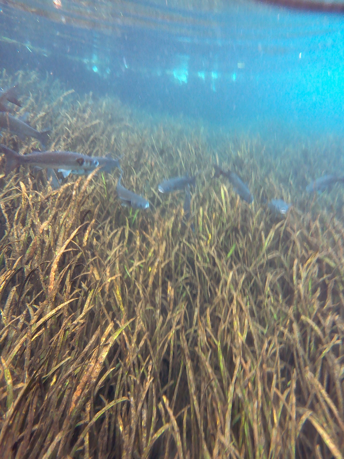 A school of fish in the Ichetucknee River