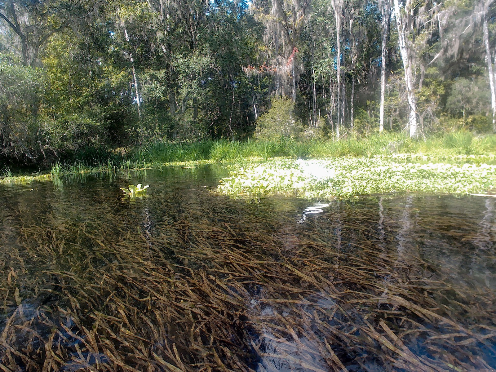 Underwater vegetation on the Ichetucknee River