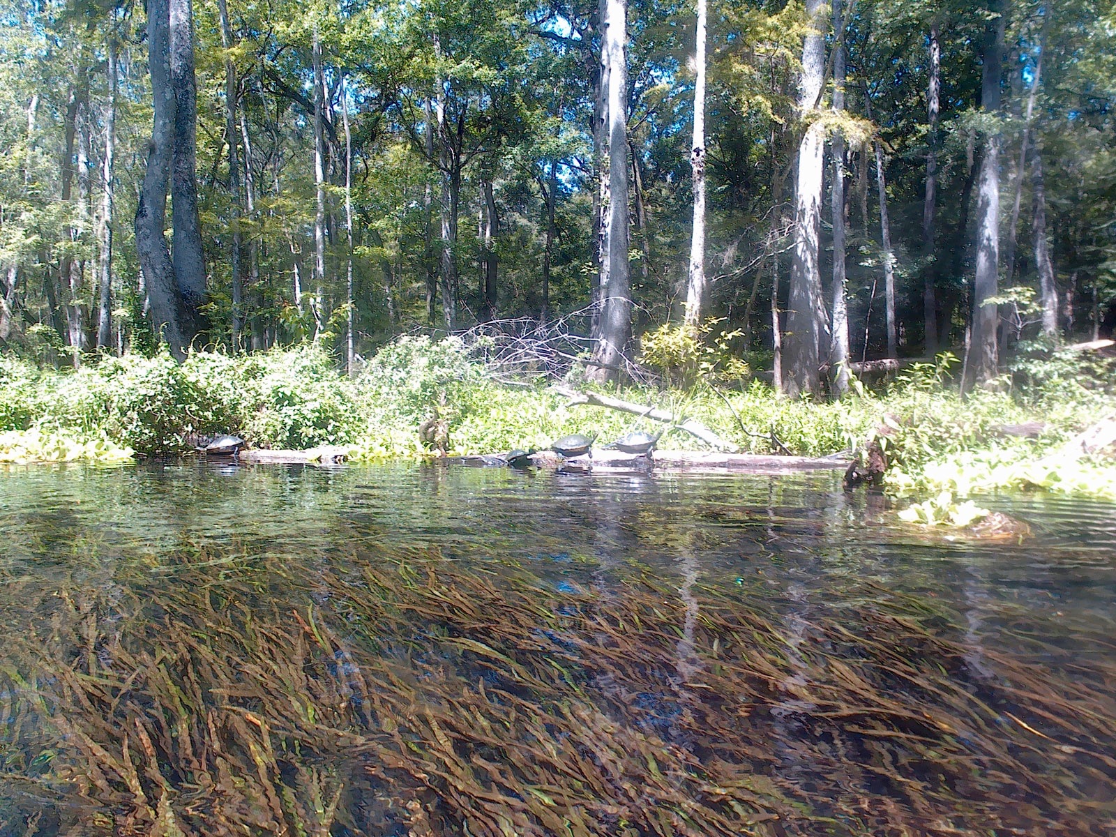 Turtles on a log on the Ichetucknee River