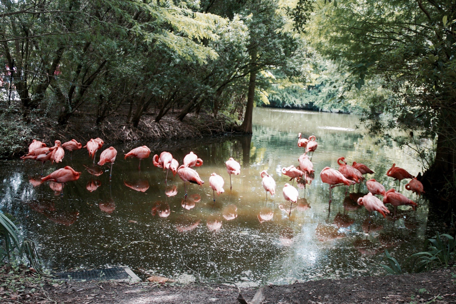 Flamingos at the Jacksonville Zoo