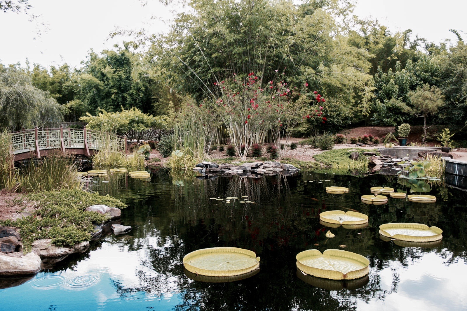 Lily pads at the Jacksonville Zoo