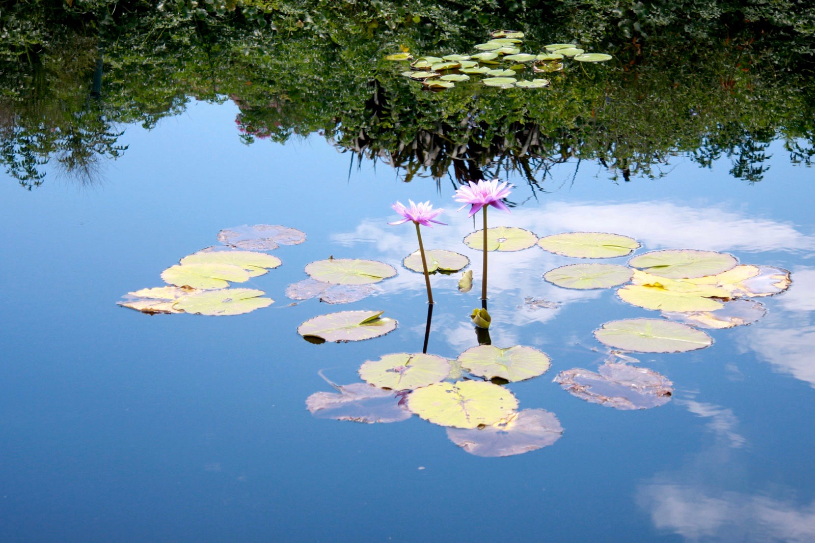 Lily pads at the Jacksonville Zoo