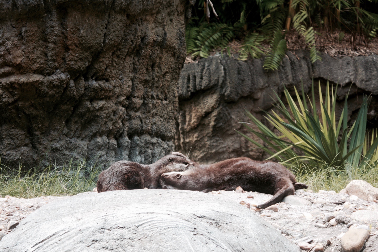 Otters at the Jacksonville Zoo