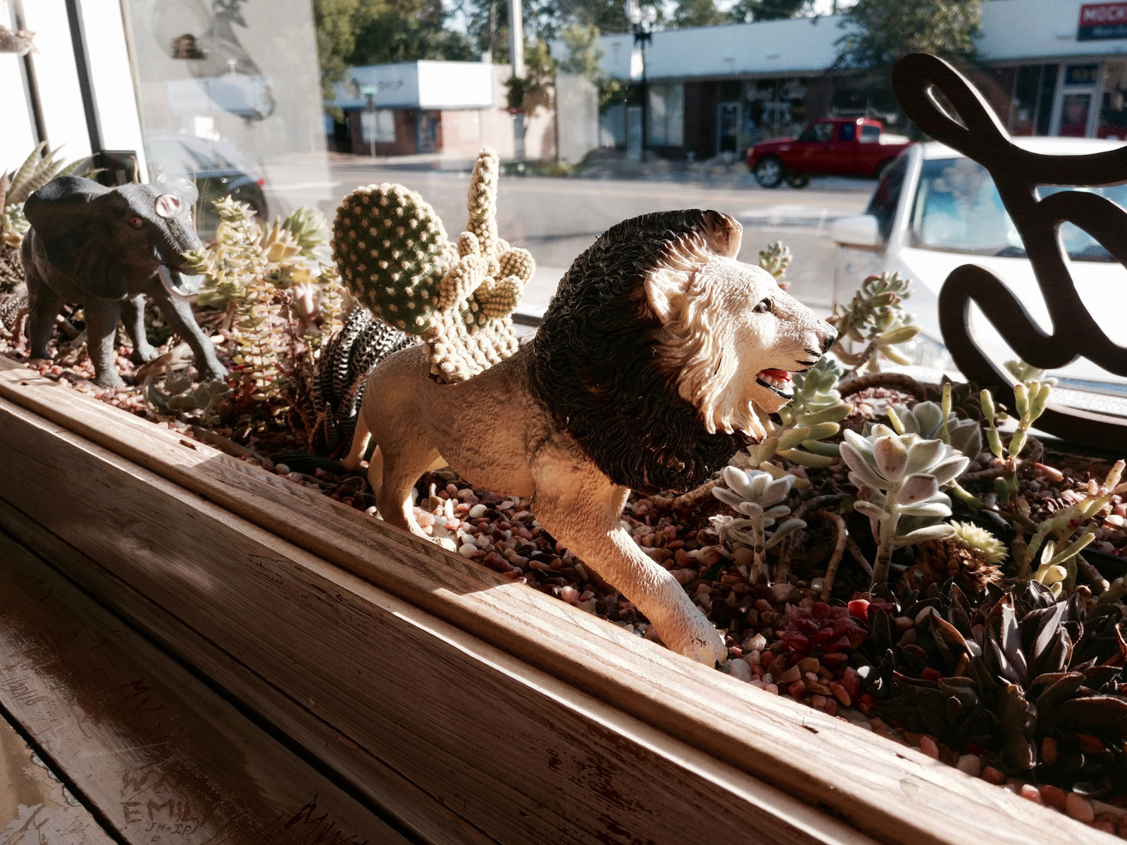 A display of plastic lions in a succulent bed at Vagabond Coffee