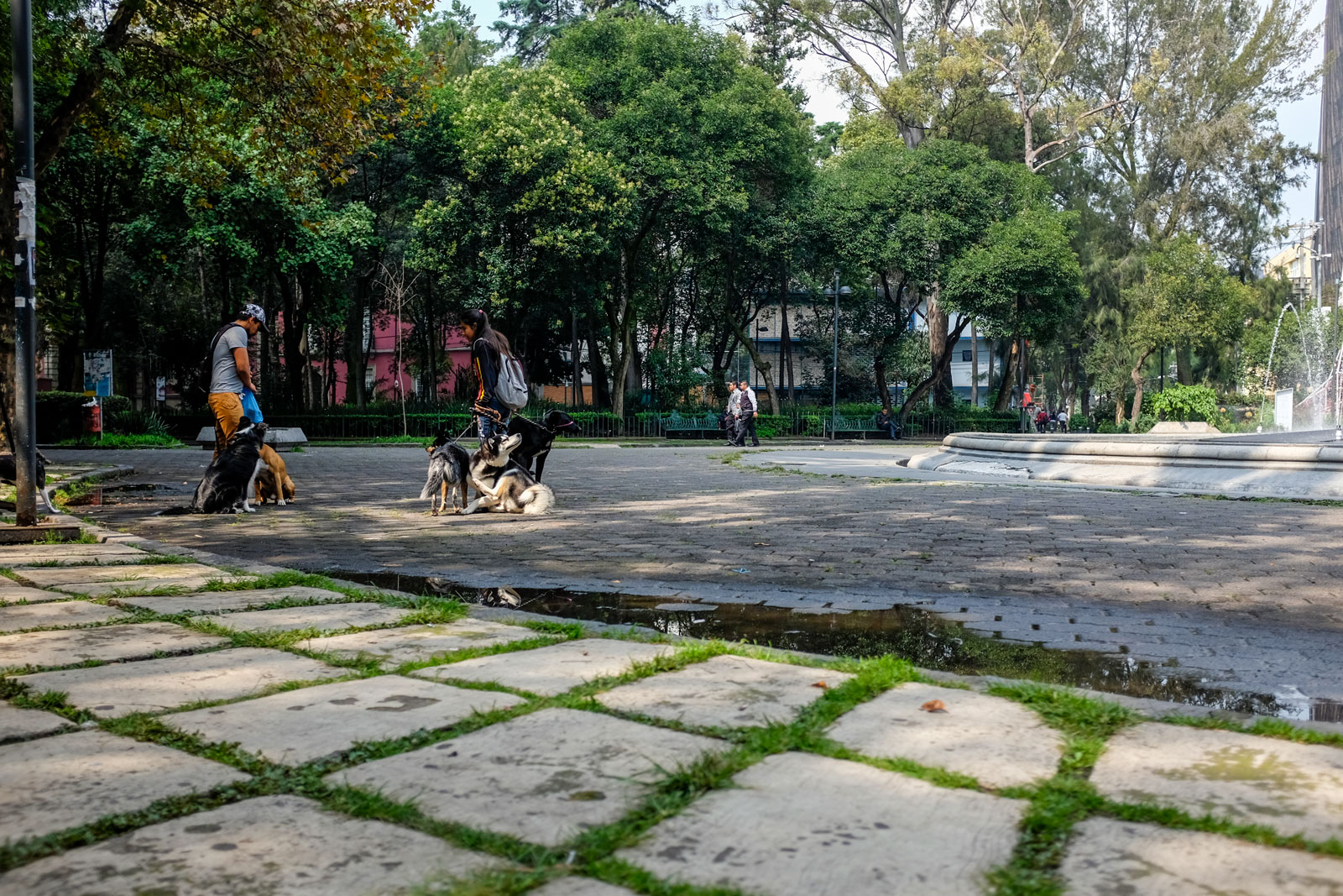 People and their dogs in a park in Mexico City