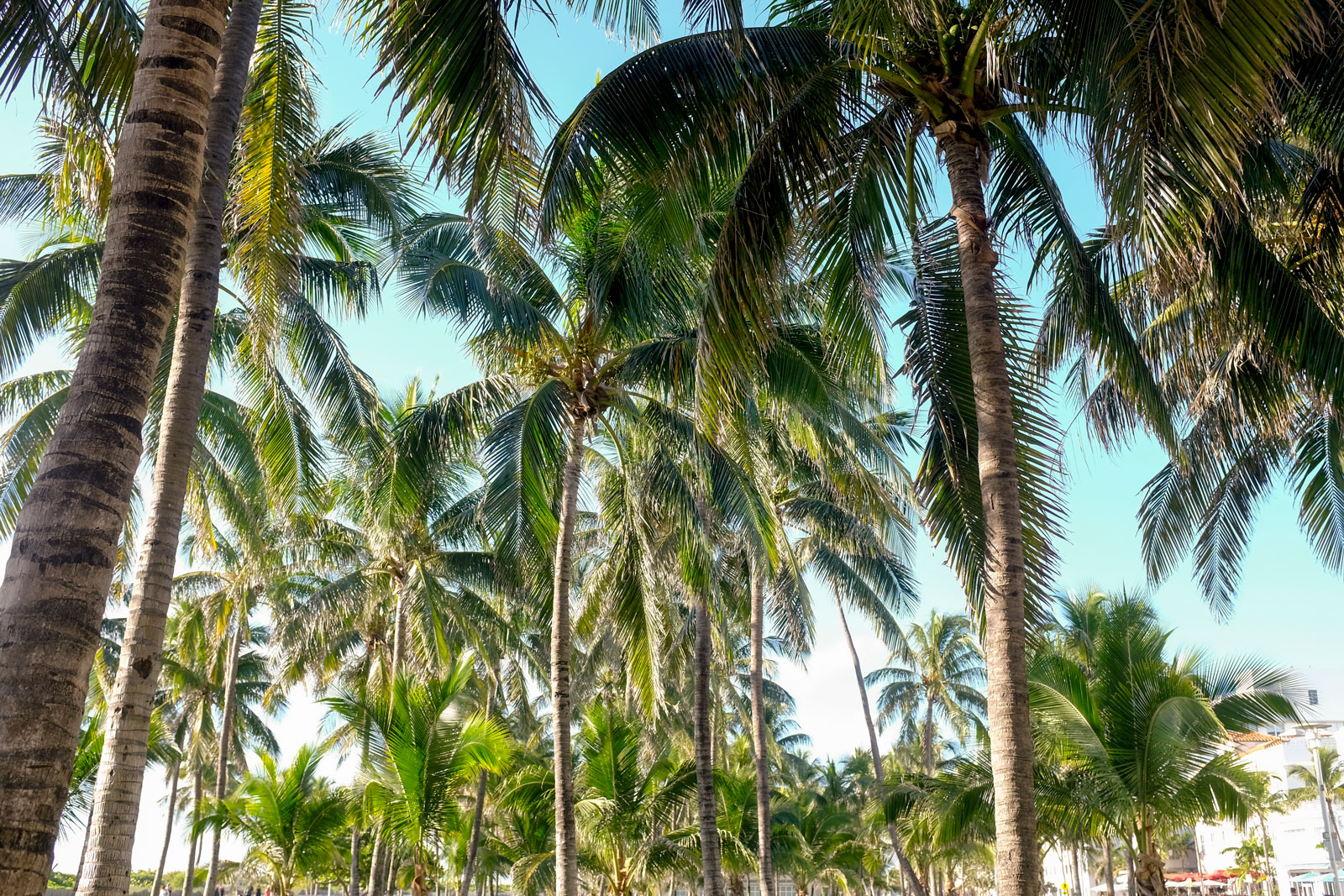 A forest of palm trees in Miami Beach