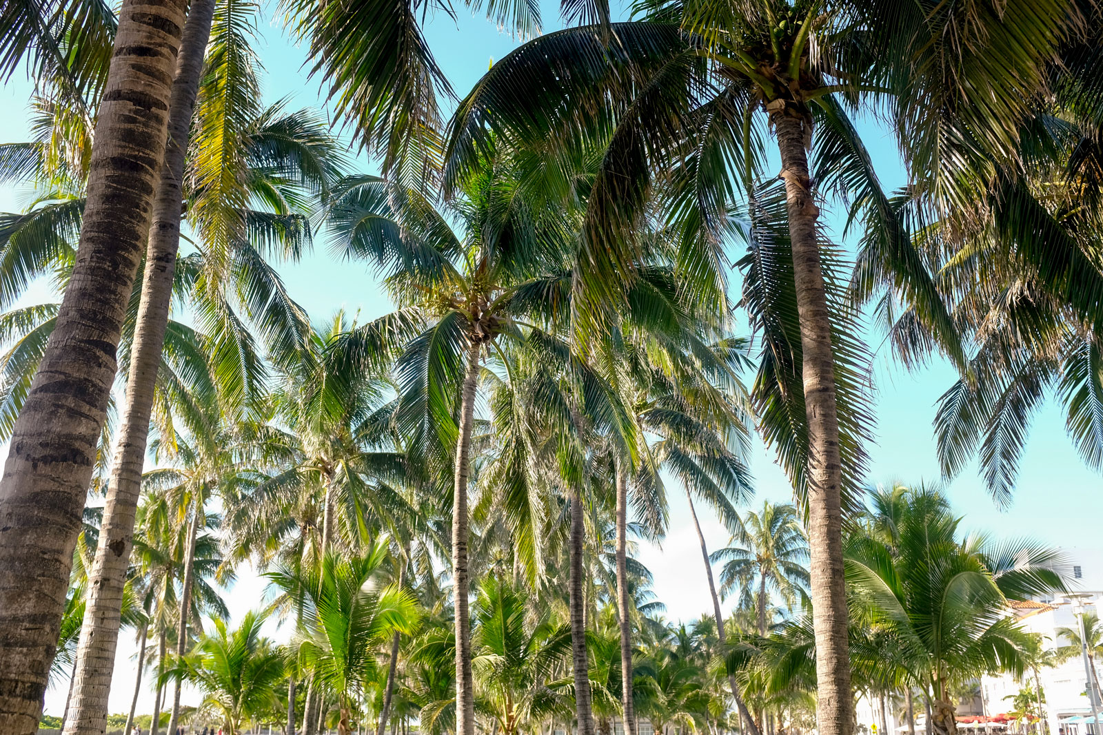 A forest of palm trees in Miami Beach