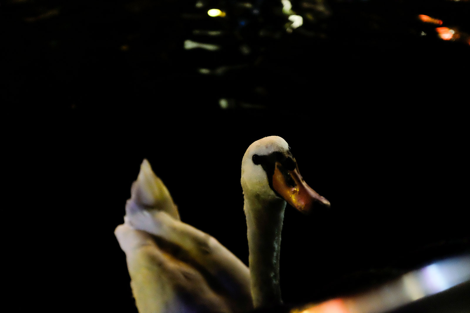 A swan swims up to the Amsterdam Canal Cruise