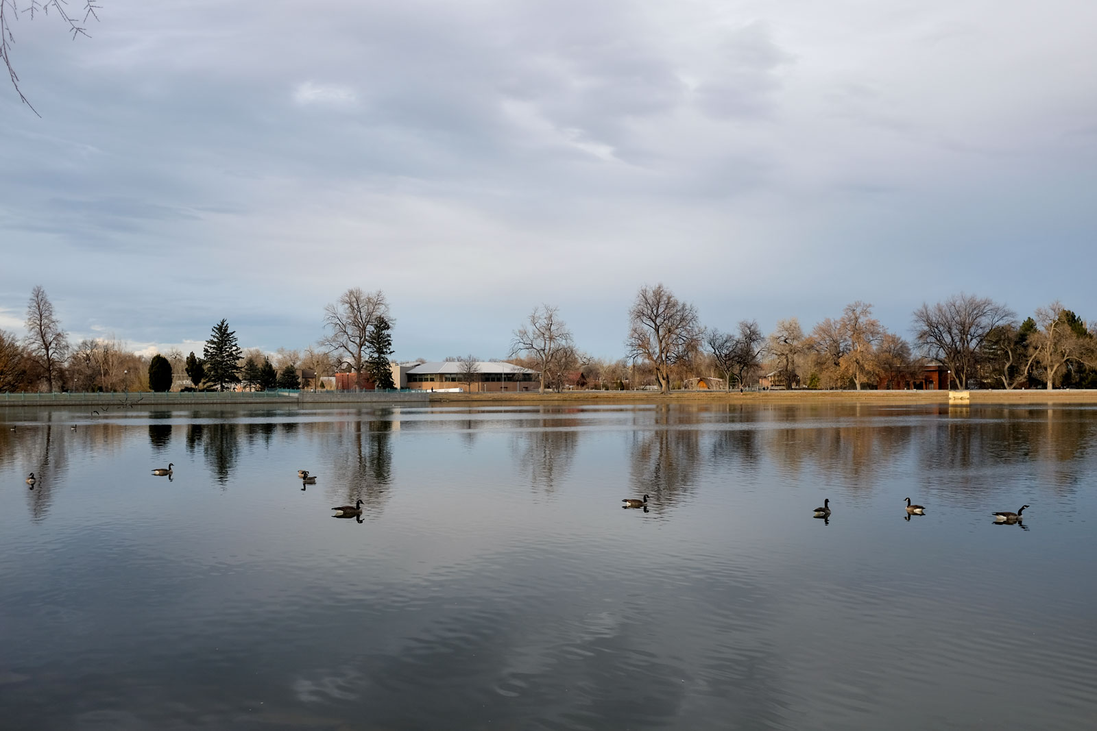 Geese on the lake at City Park Denver
