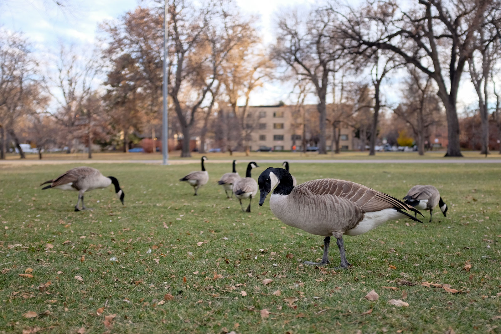 Geese in City Park Denver