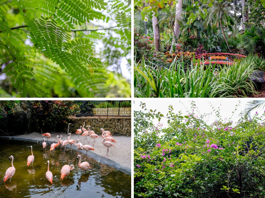 Four images of plants and animals at Sunken Gardens in St. Petersburg