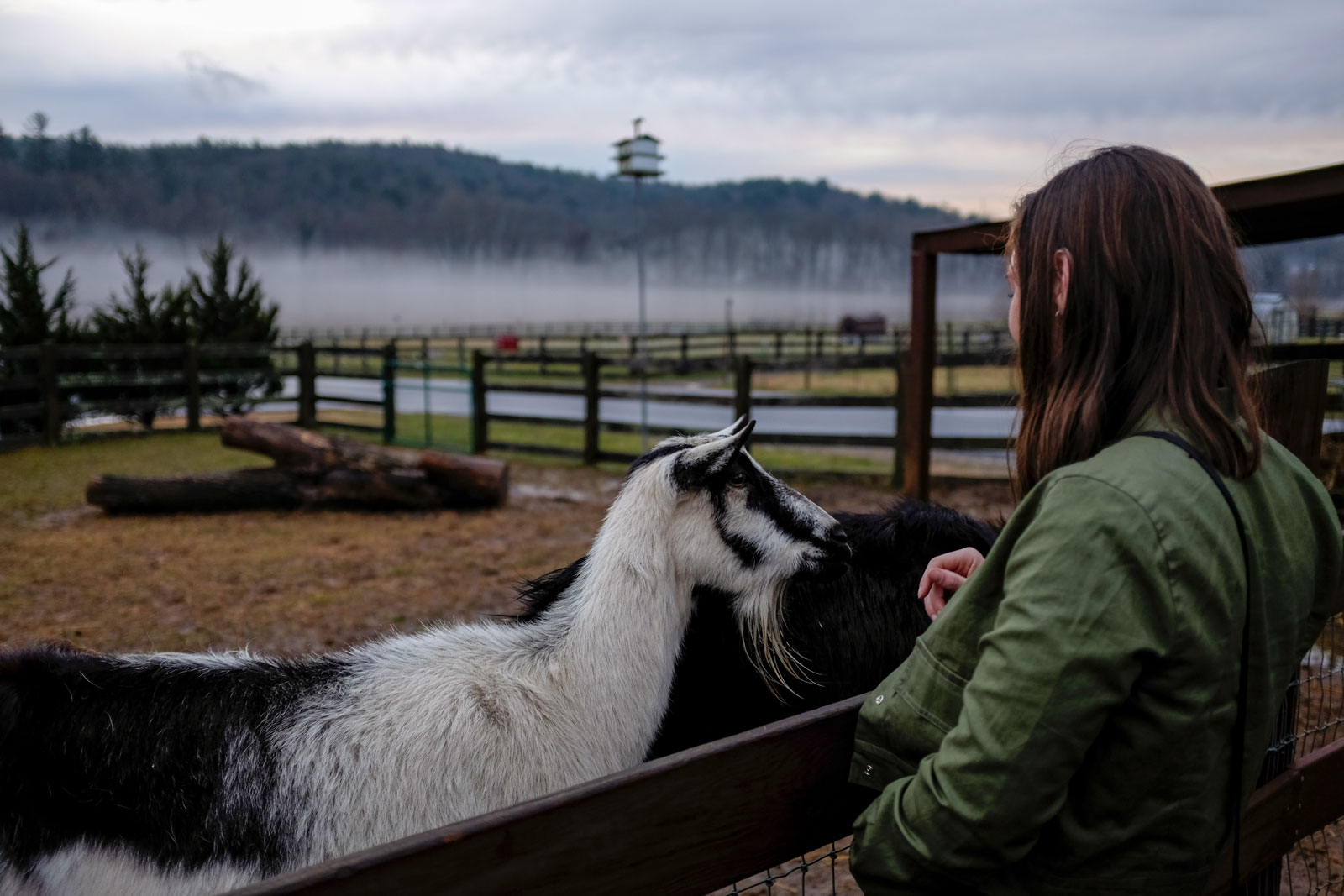 Alyssa pets a goat at the Biltmore Estate