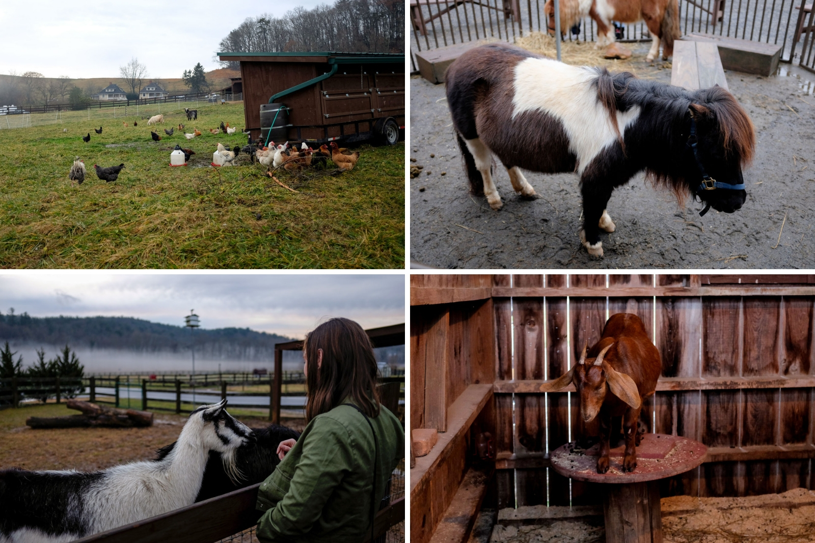 Farm animals on the Biltmore estate in Asheville