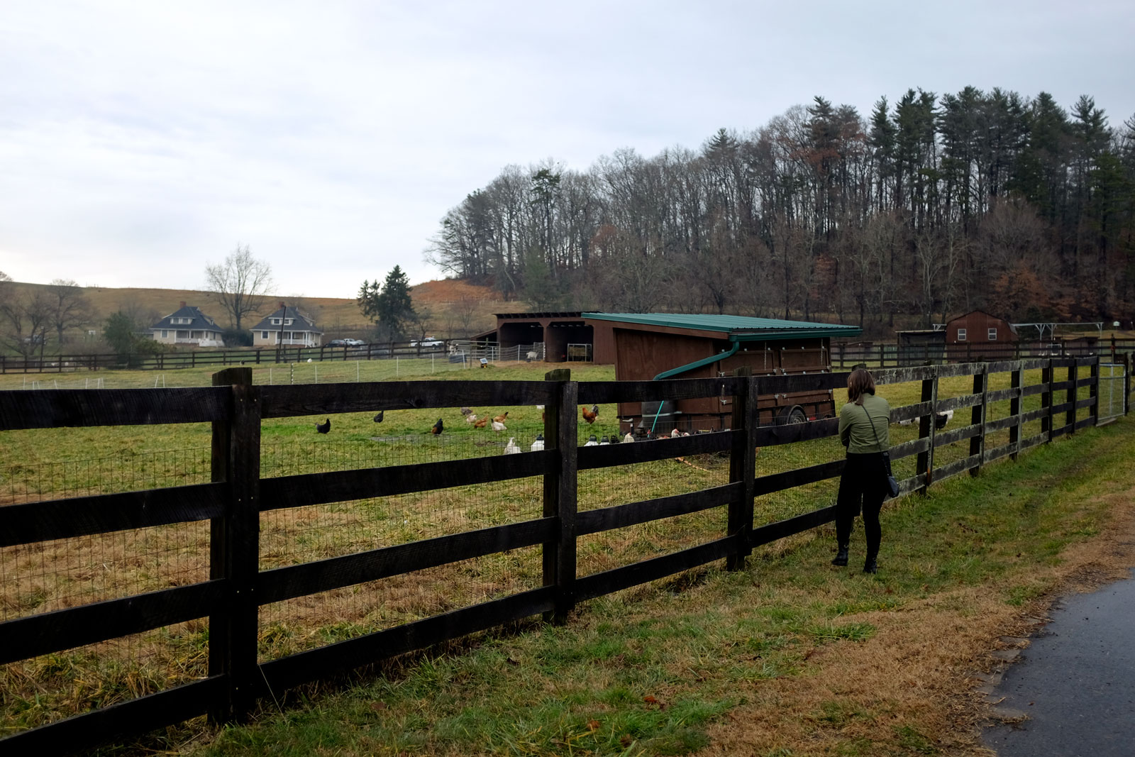 Alyssa looks at a field of chickens at the Biltmore in Asheville