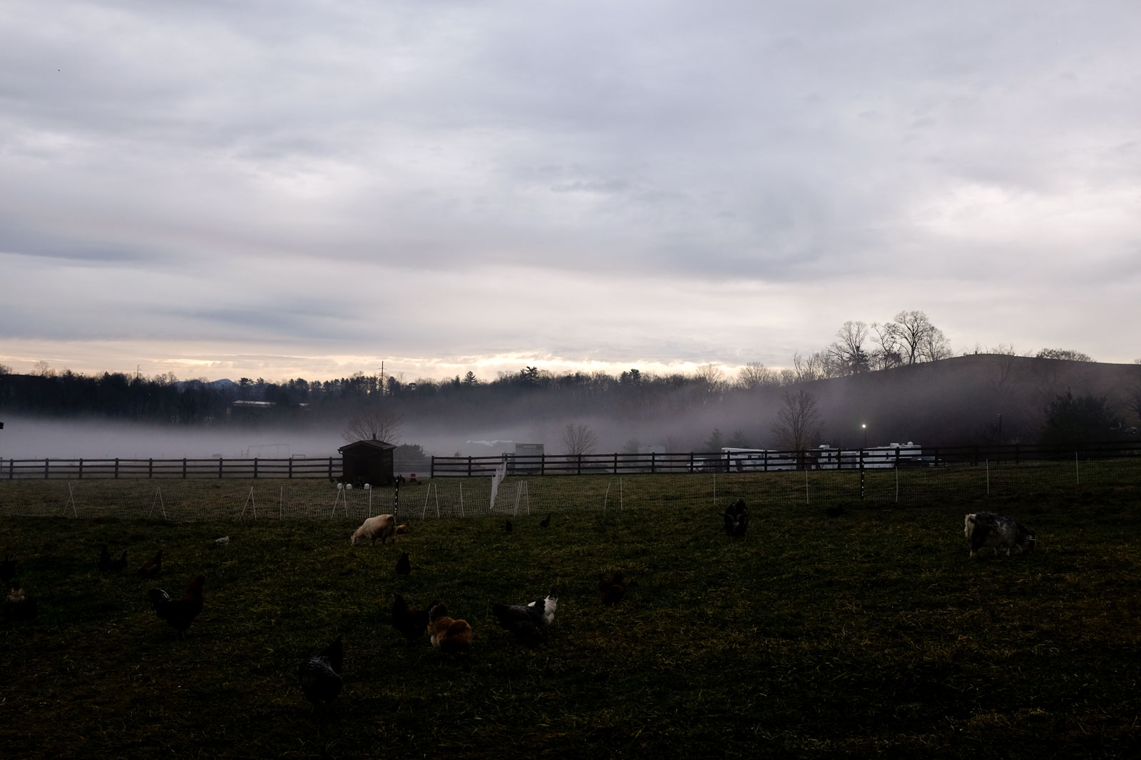 Farm animals in a foggy field on the Biltmore grounds 