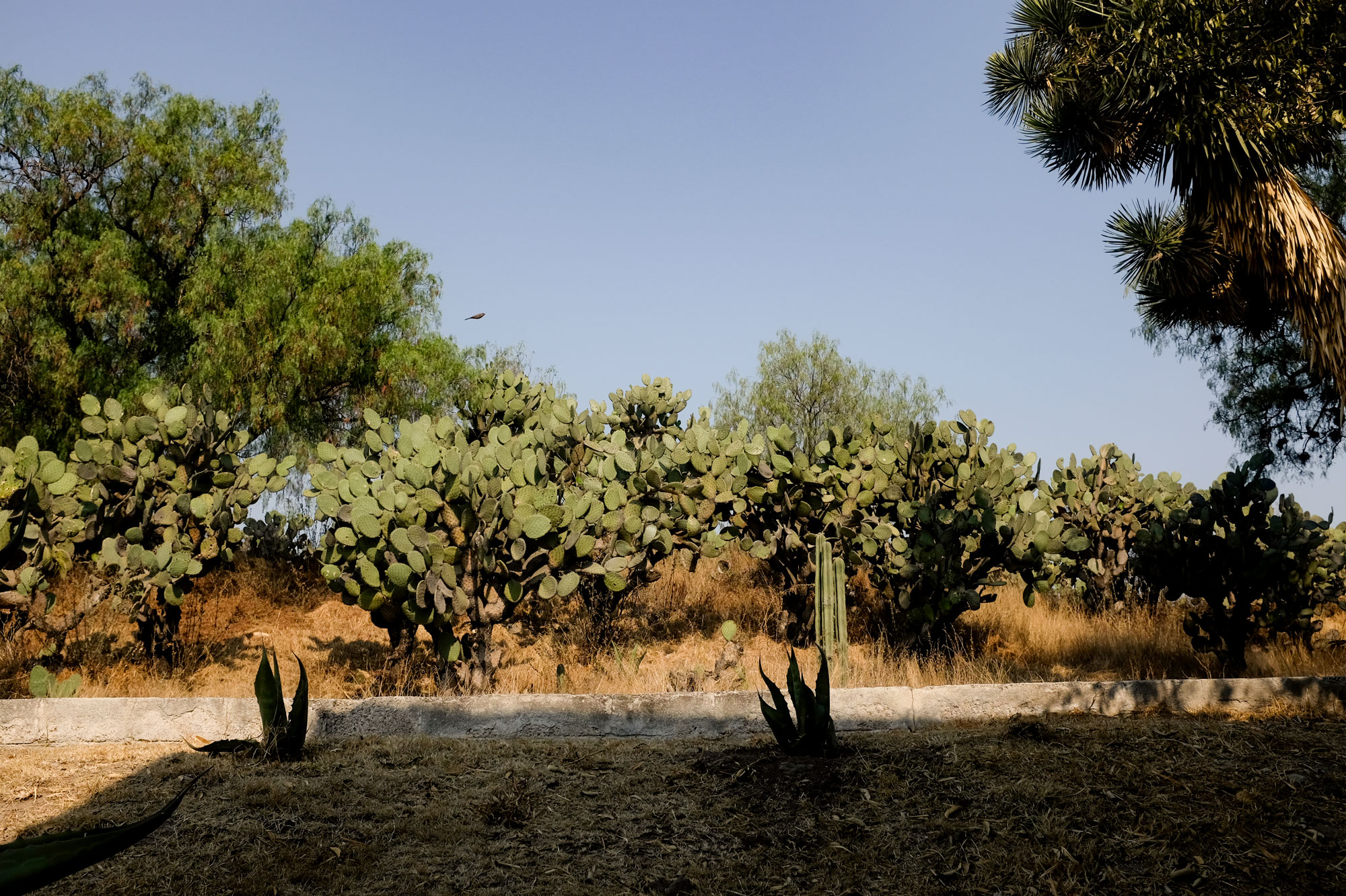 Groups of cacti along a path