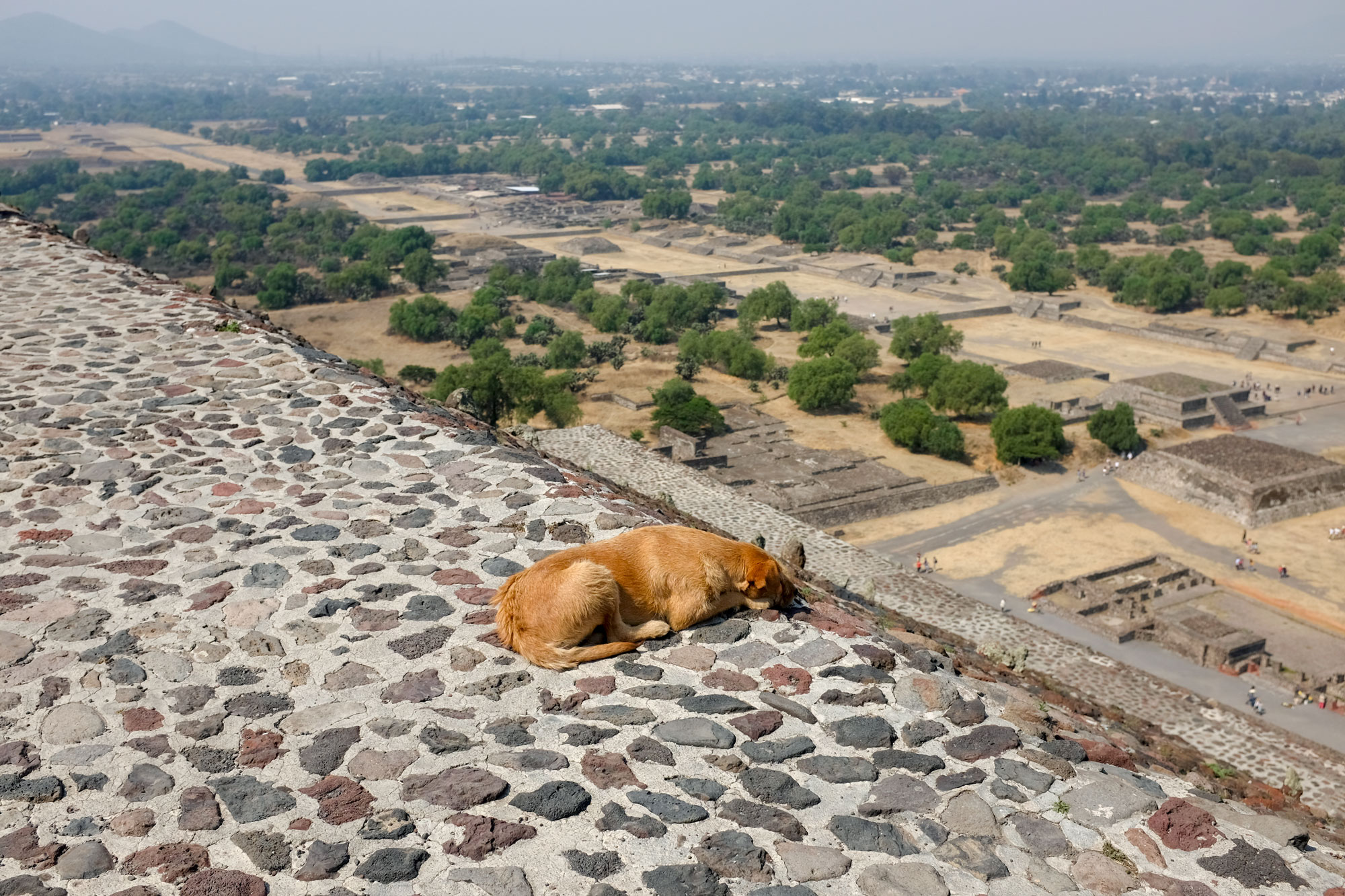 A dog on top of pyramid of the sun