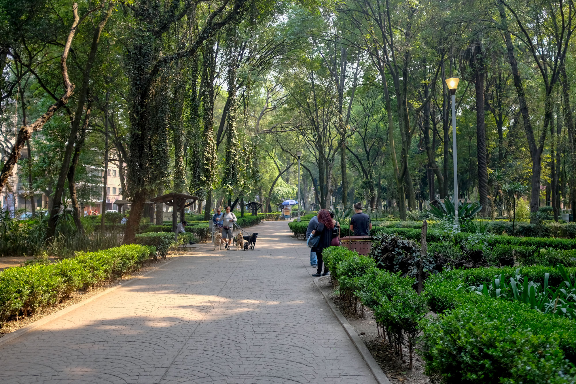People and dogs in Parque Mexico