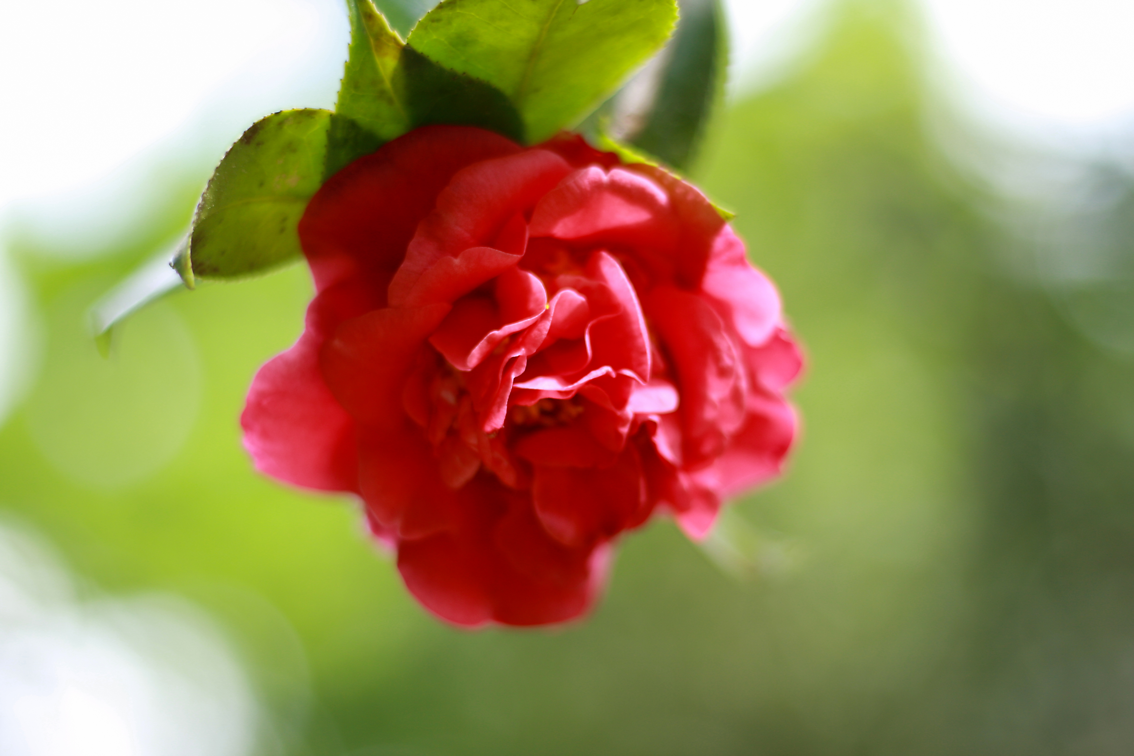 Pink flower in a garden