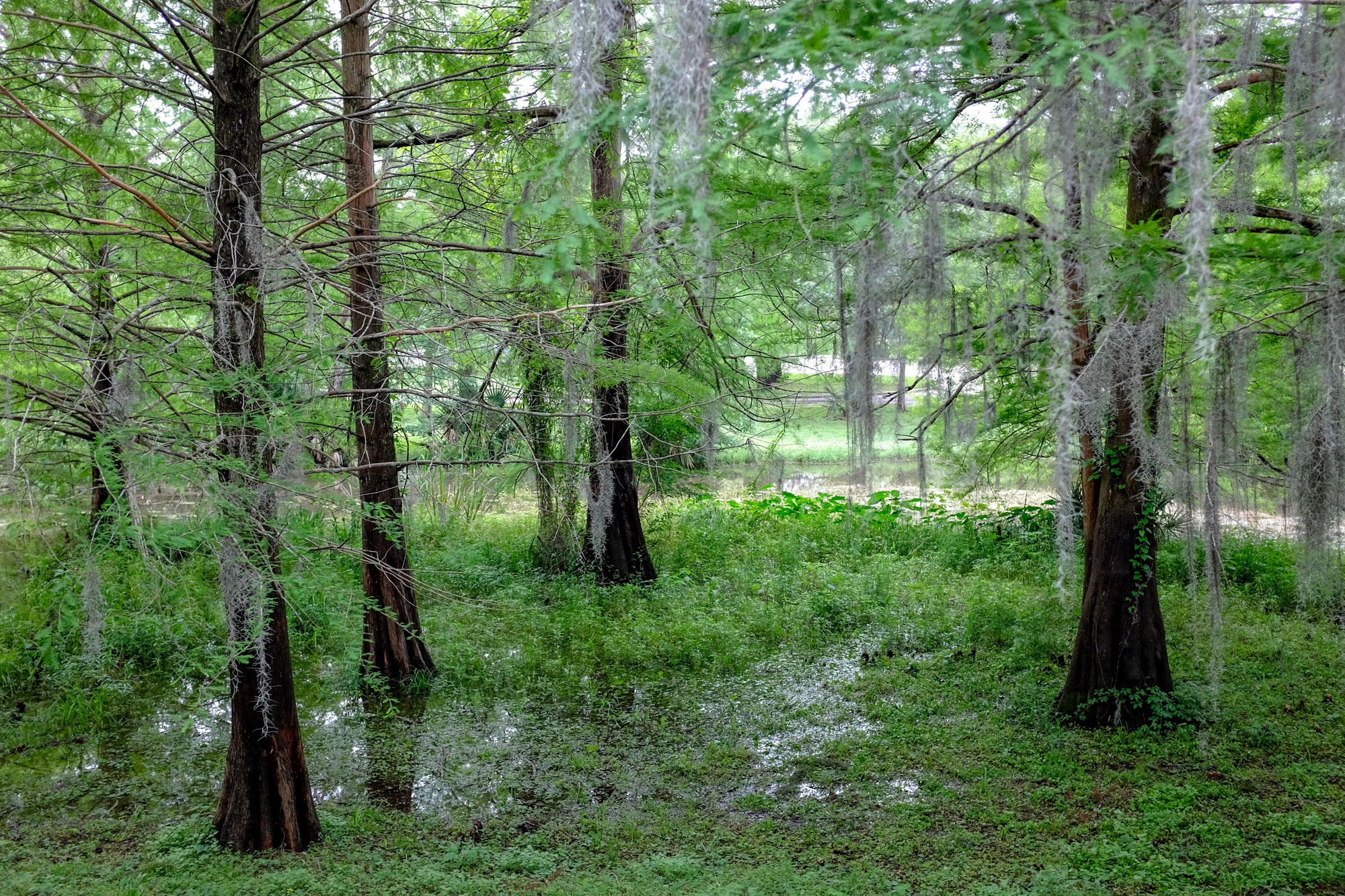 cypress trees with standing water around them