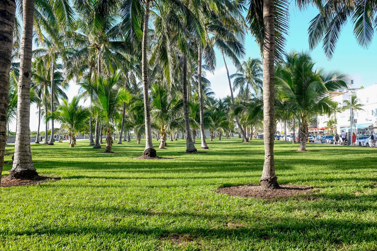 Palm trees in Miami