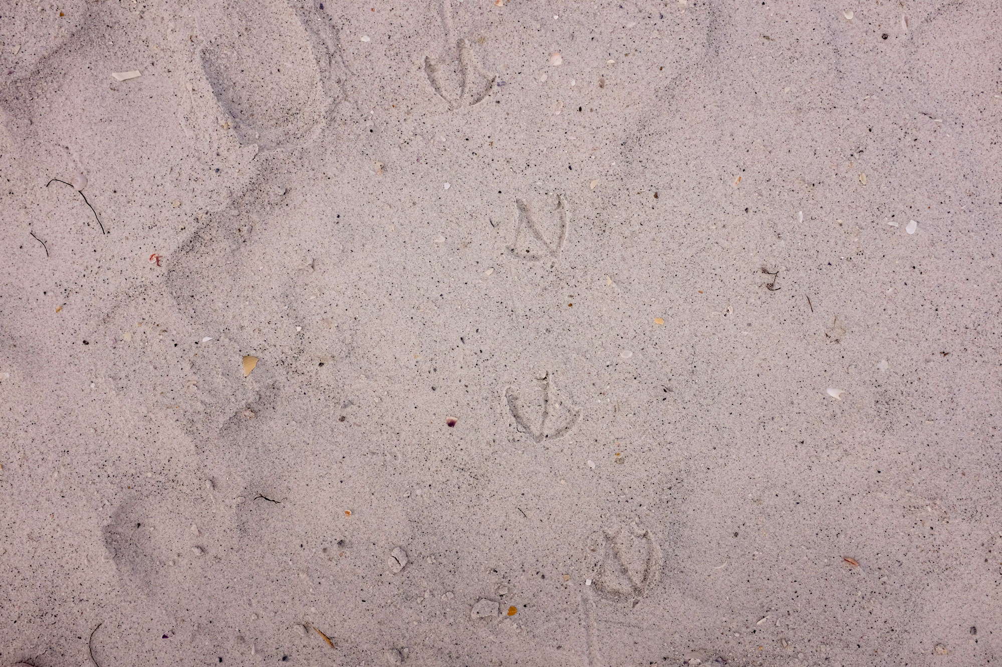 bird footprints in the sand