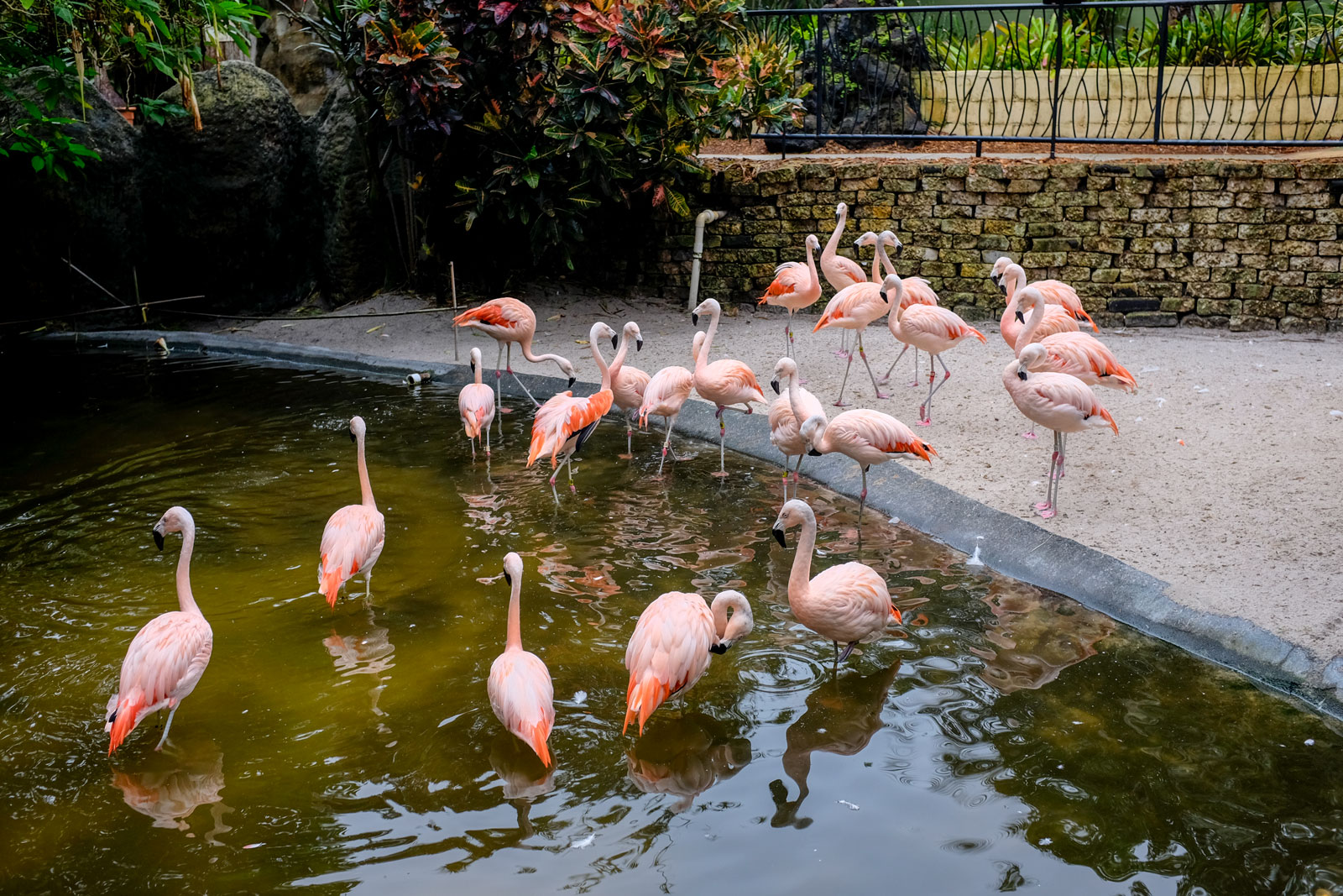Flamingos standing in and around water