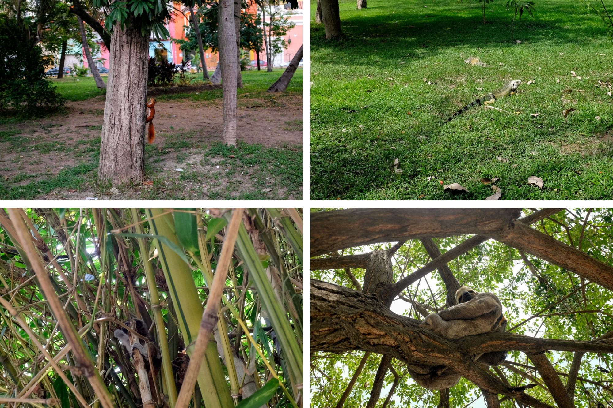 Collage of animals in the park: a red squirrel, an iguana, monkeys, and a sloth