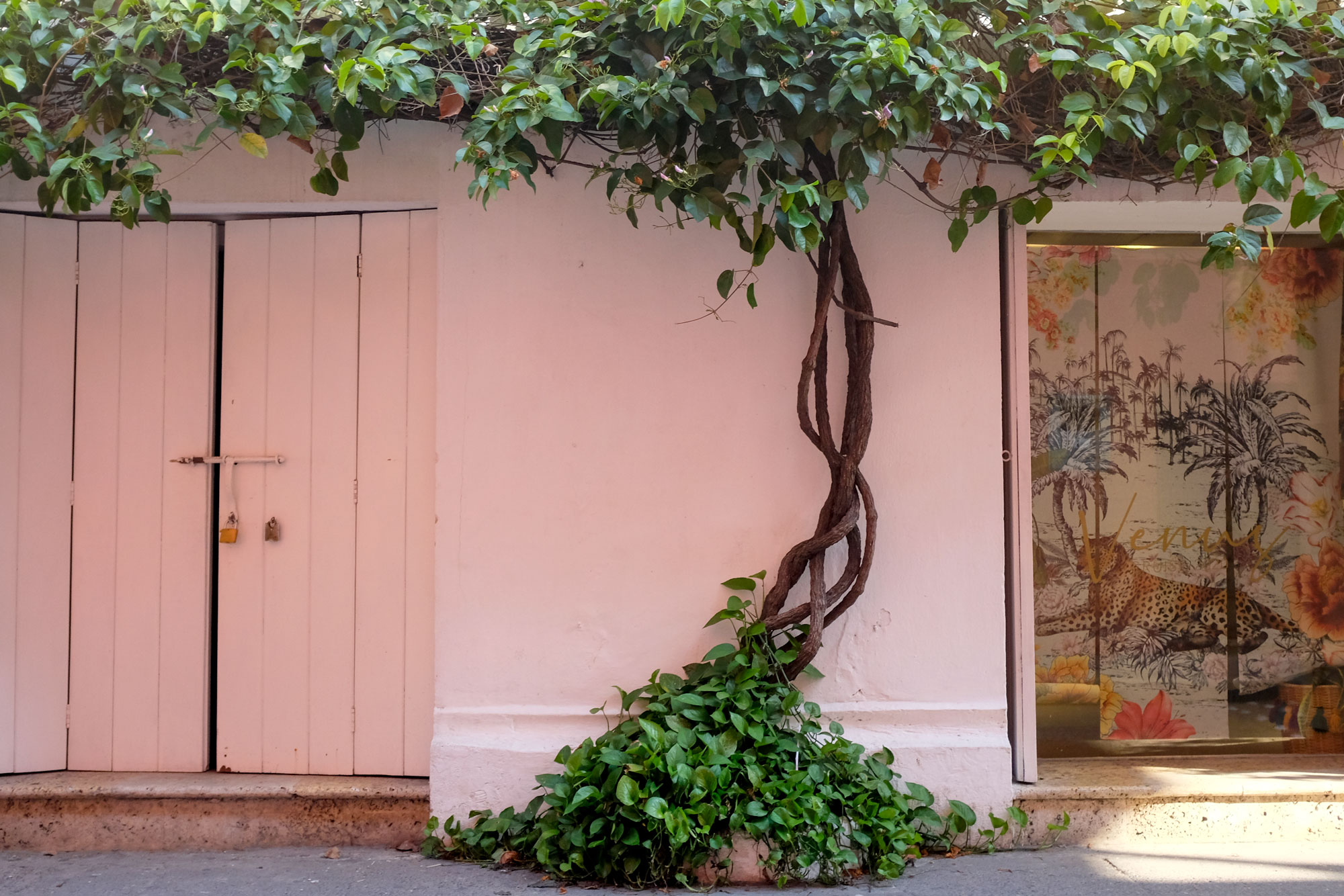 Tree in front of a pink wall in Cartagena