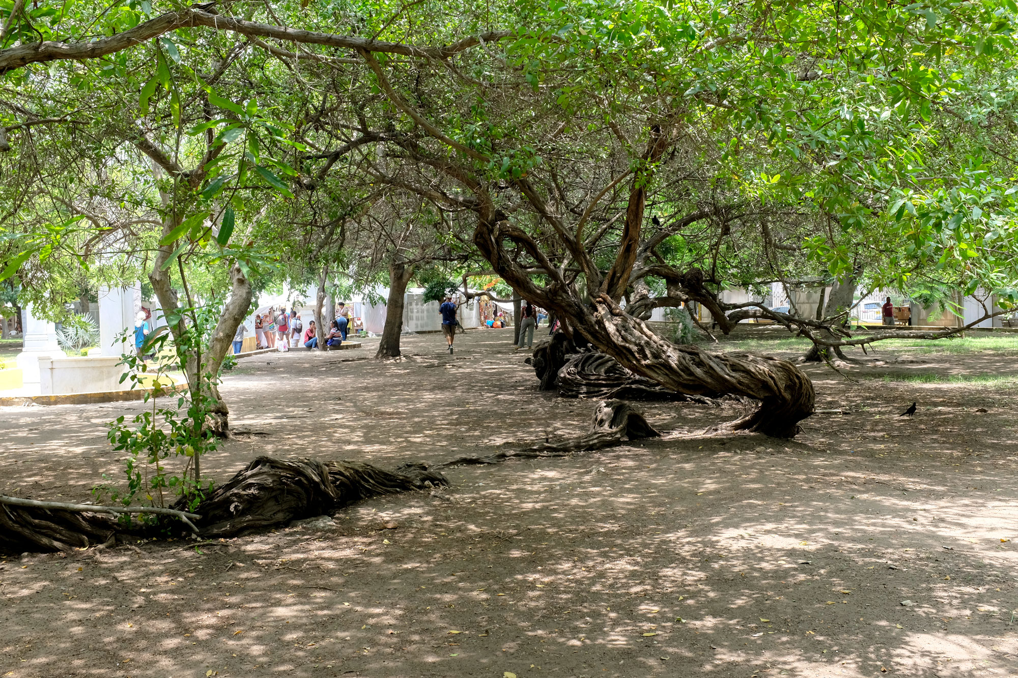 Tree in Parque Centenario