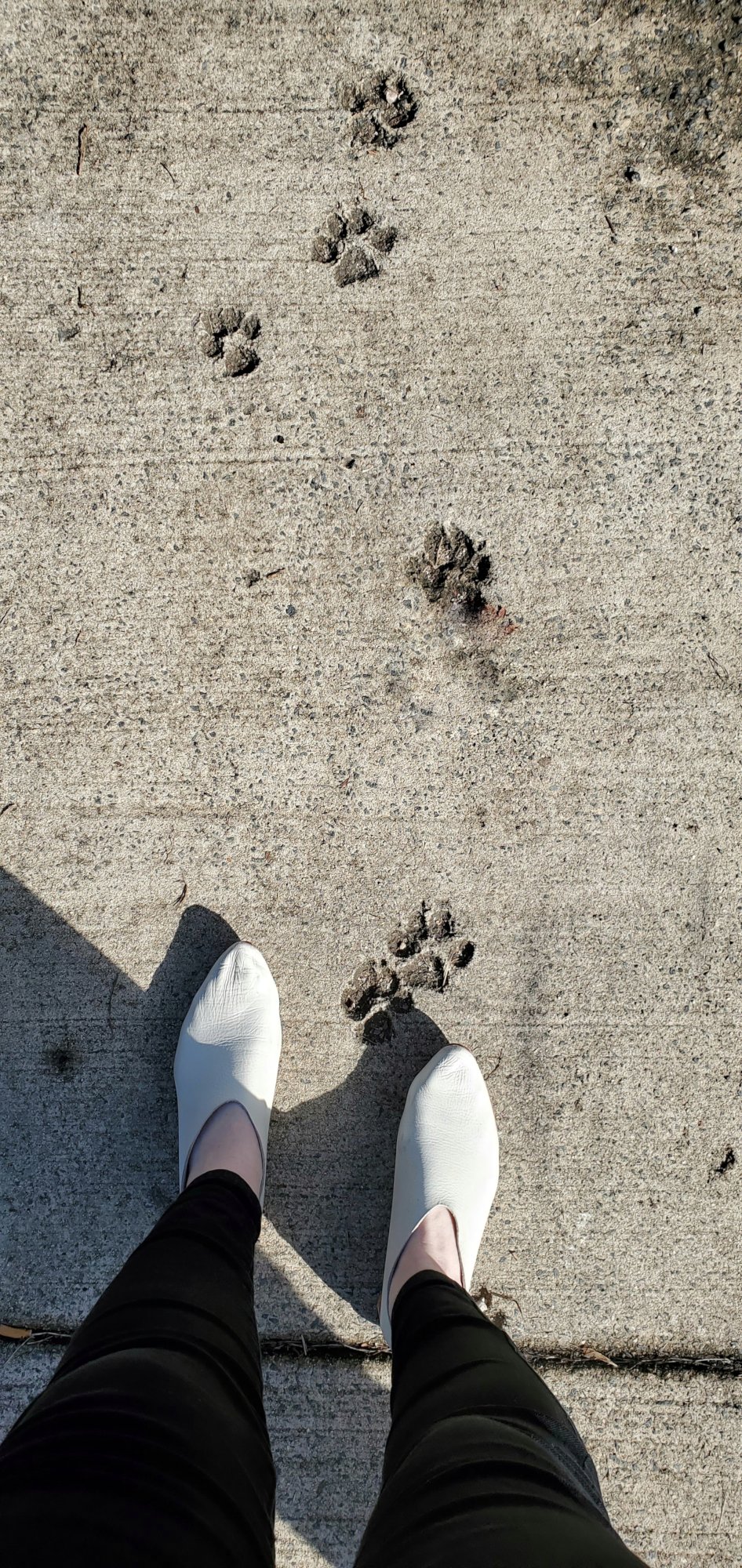 Alyssa is standing on the sidewalk in black skinny jeans and white shoes. There are cat or dog paw prints embedded in the concrete