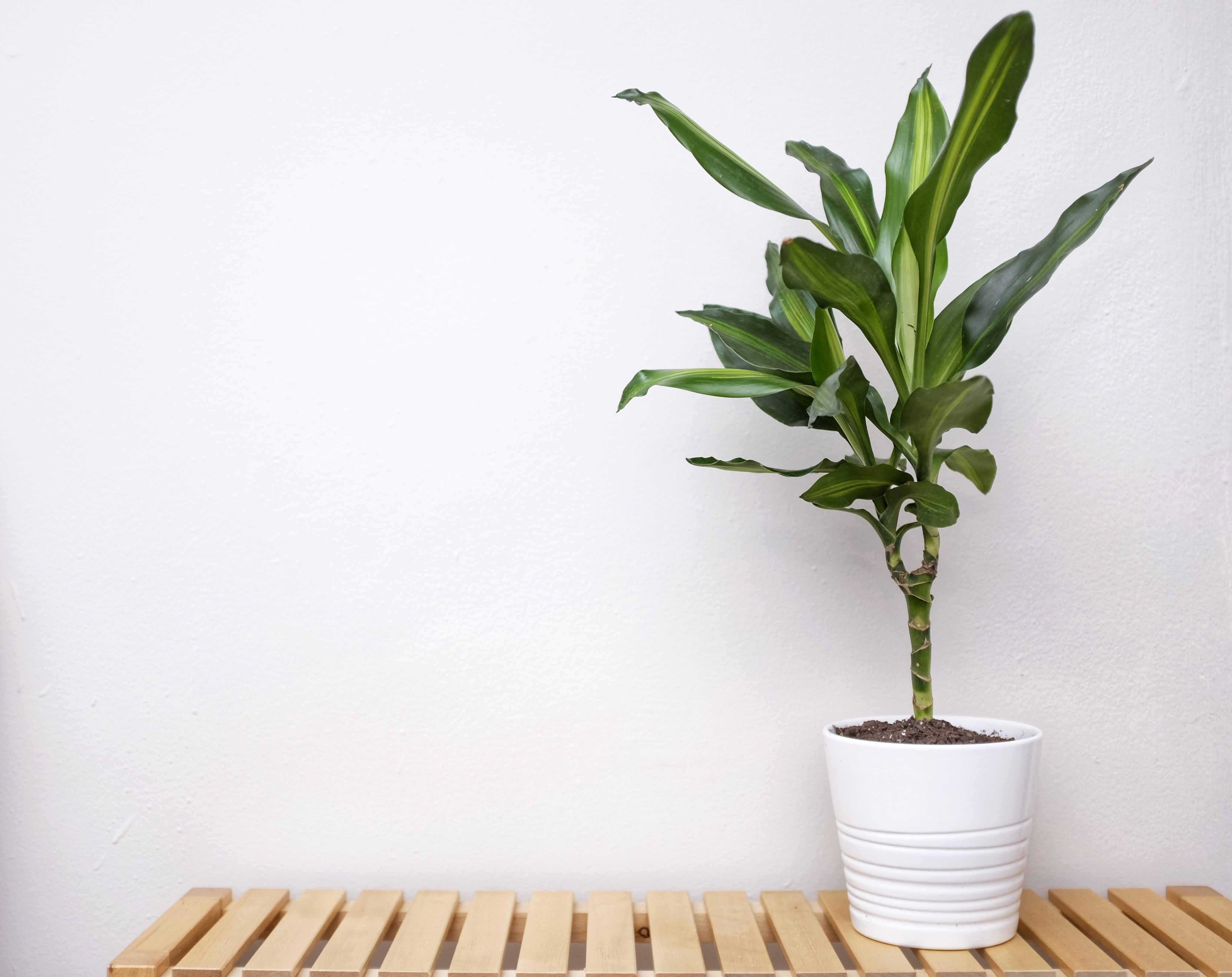 A young green plant sits in a white pot on top of a bamboo rack