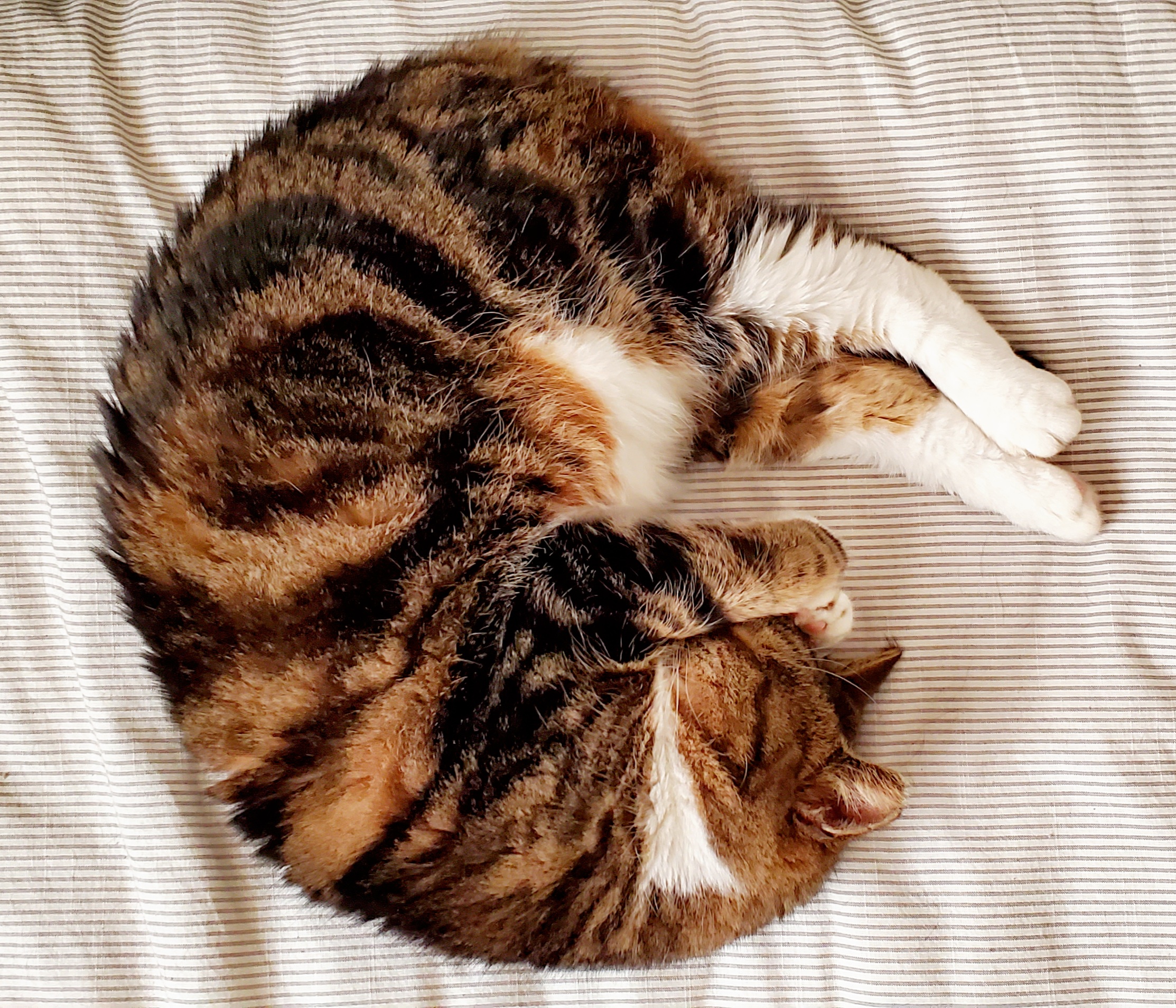 A super cute tabby cat is asleep and curled up like a ball on a striped comforter