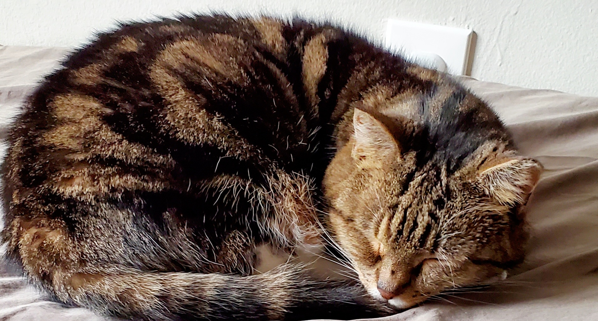 A sweet tabby cat is curled up and sleeping.